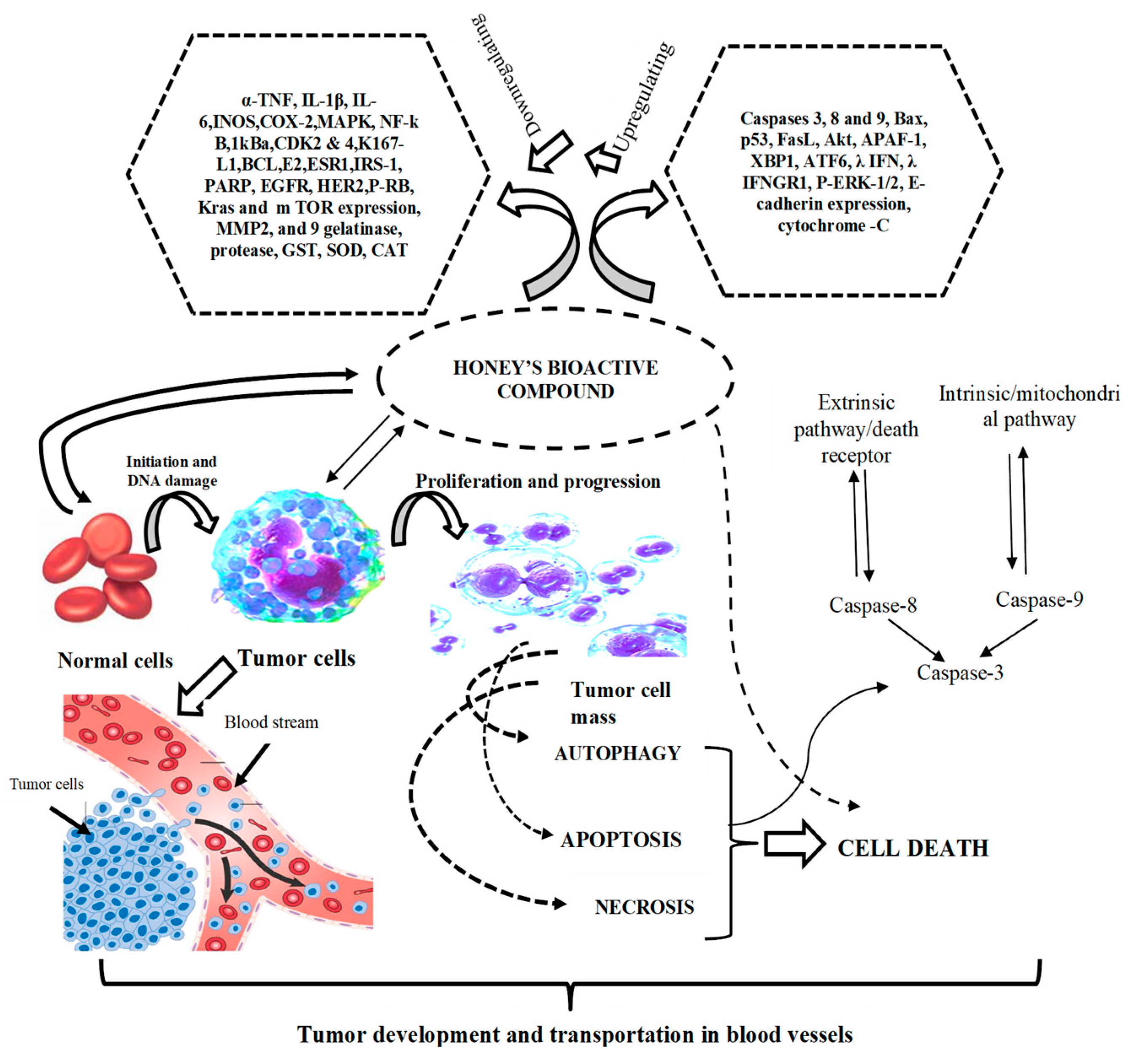 Antioxidants 14 00959 g001