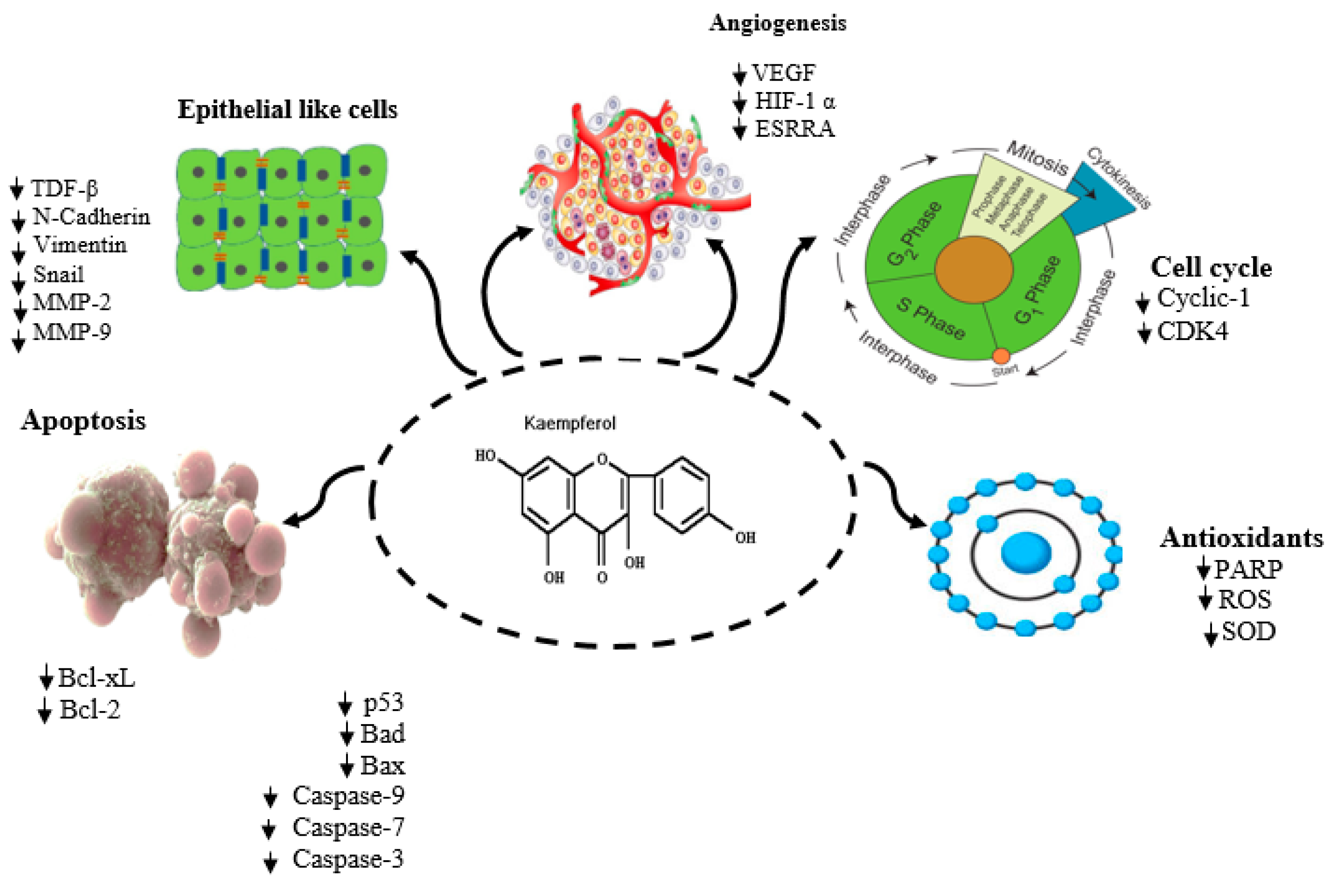 Antioxidants 14 00959 g002