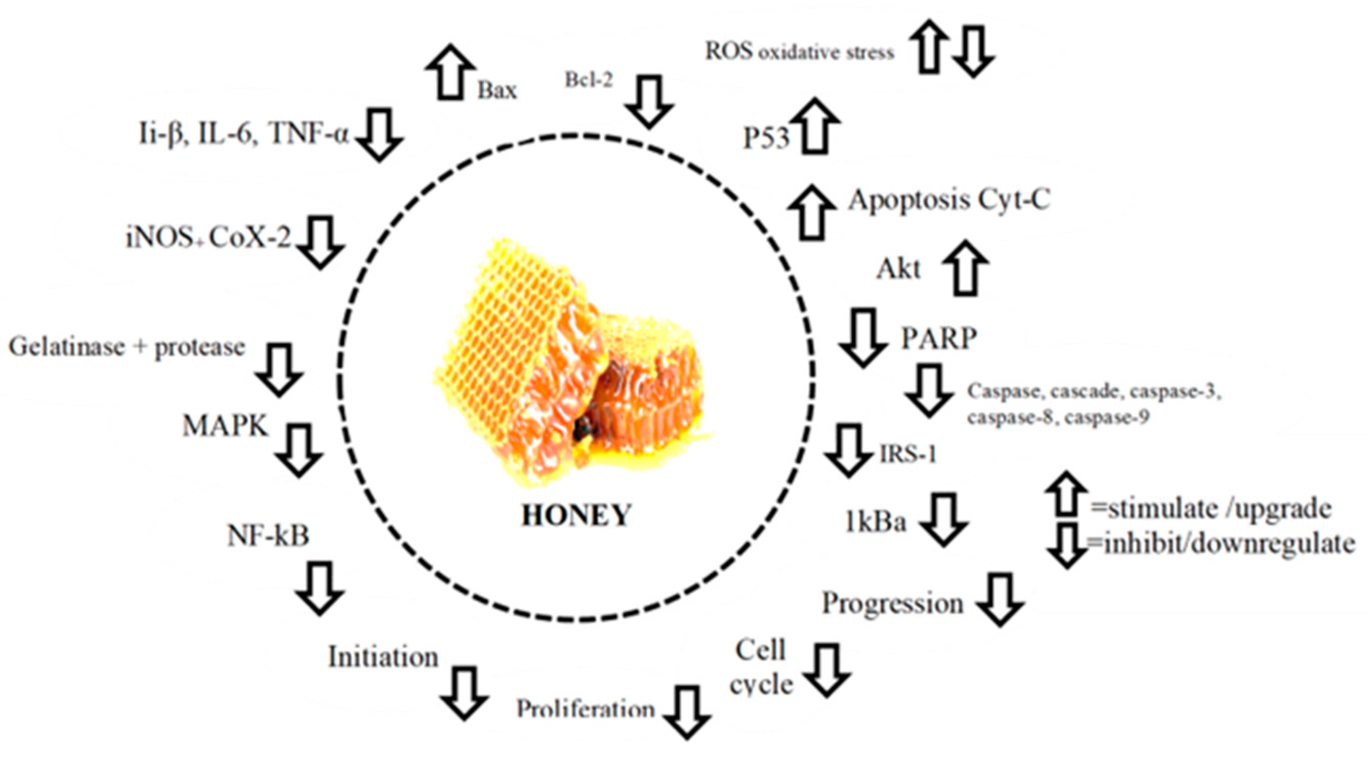 Antioxidants 14 00959 g003