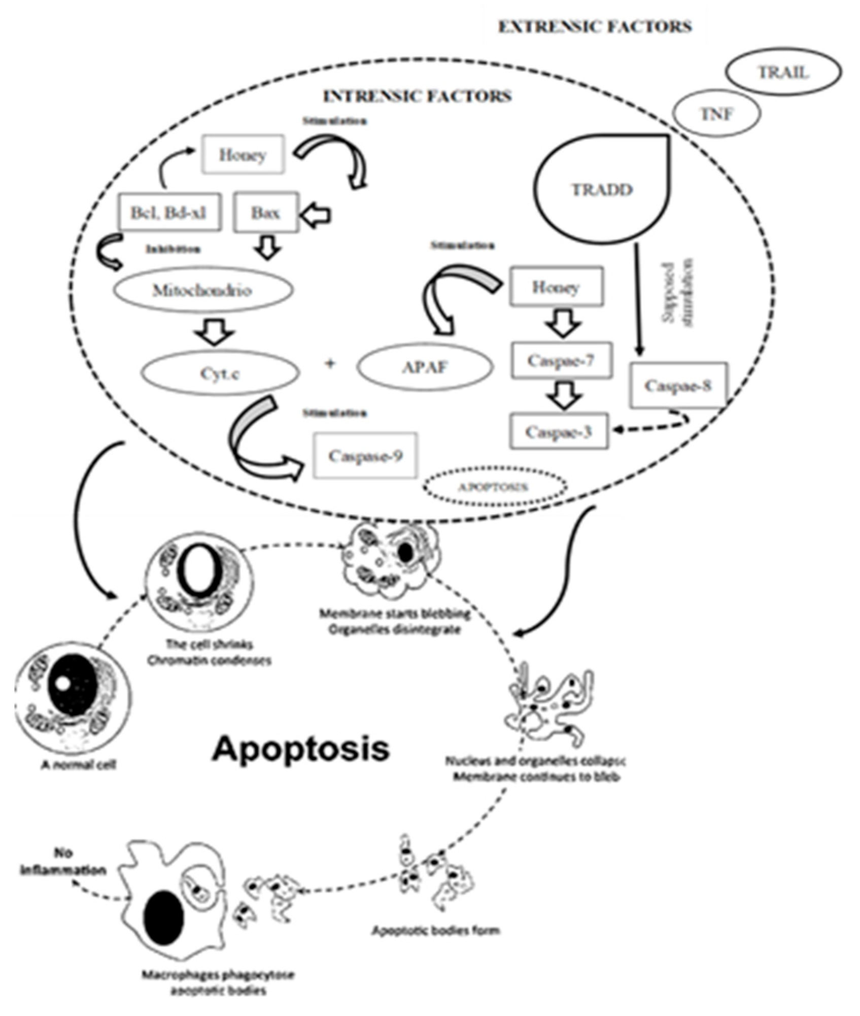 Antioxidants 14 00959 g004