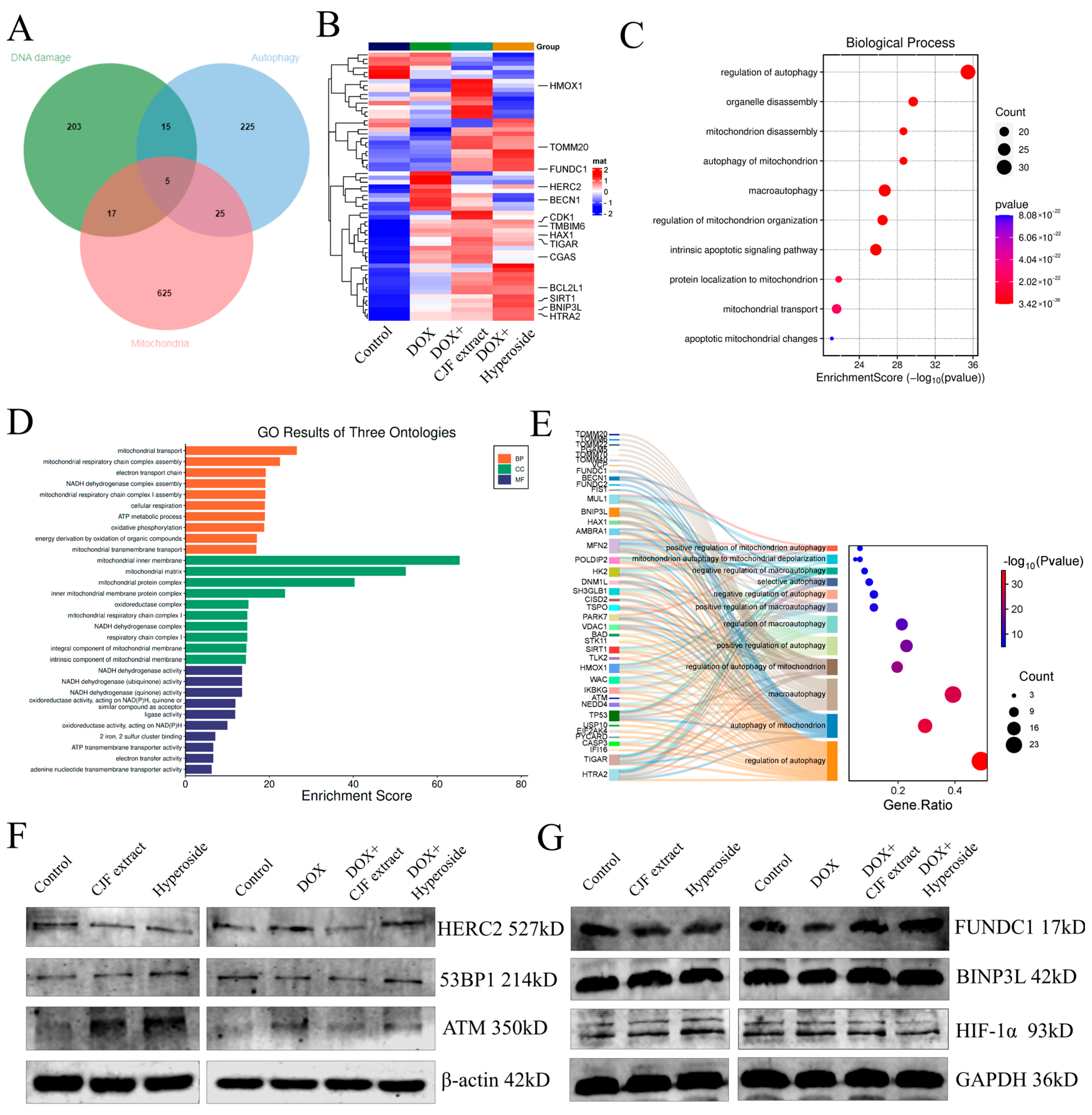 Antioxidants 14 00968 g008