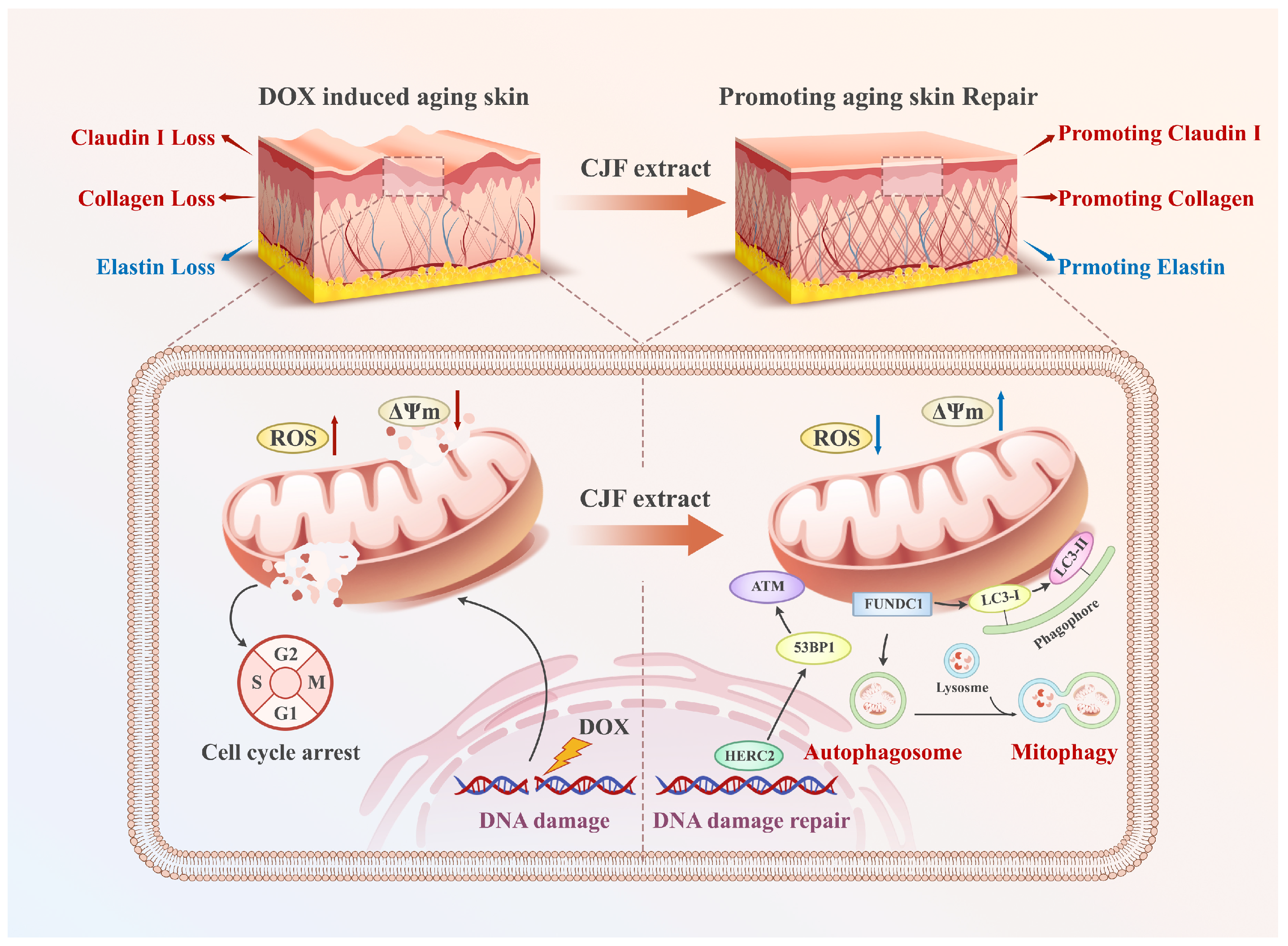 Antioxidants 14 00968 g010