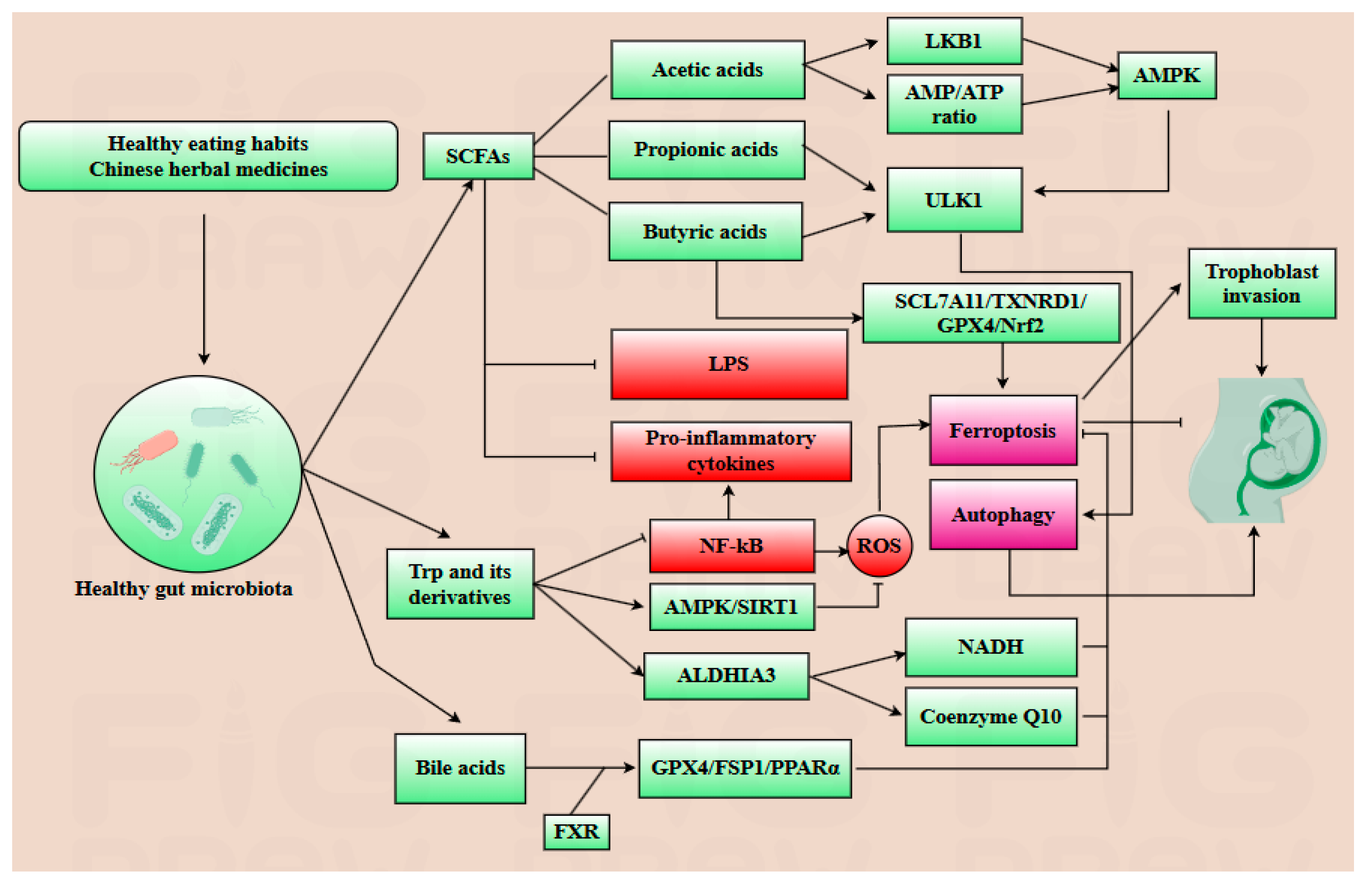 Antioxidants 14 00970 g004