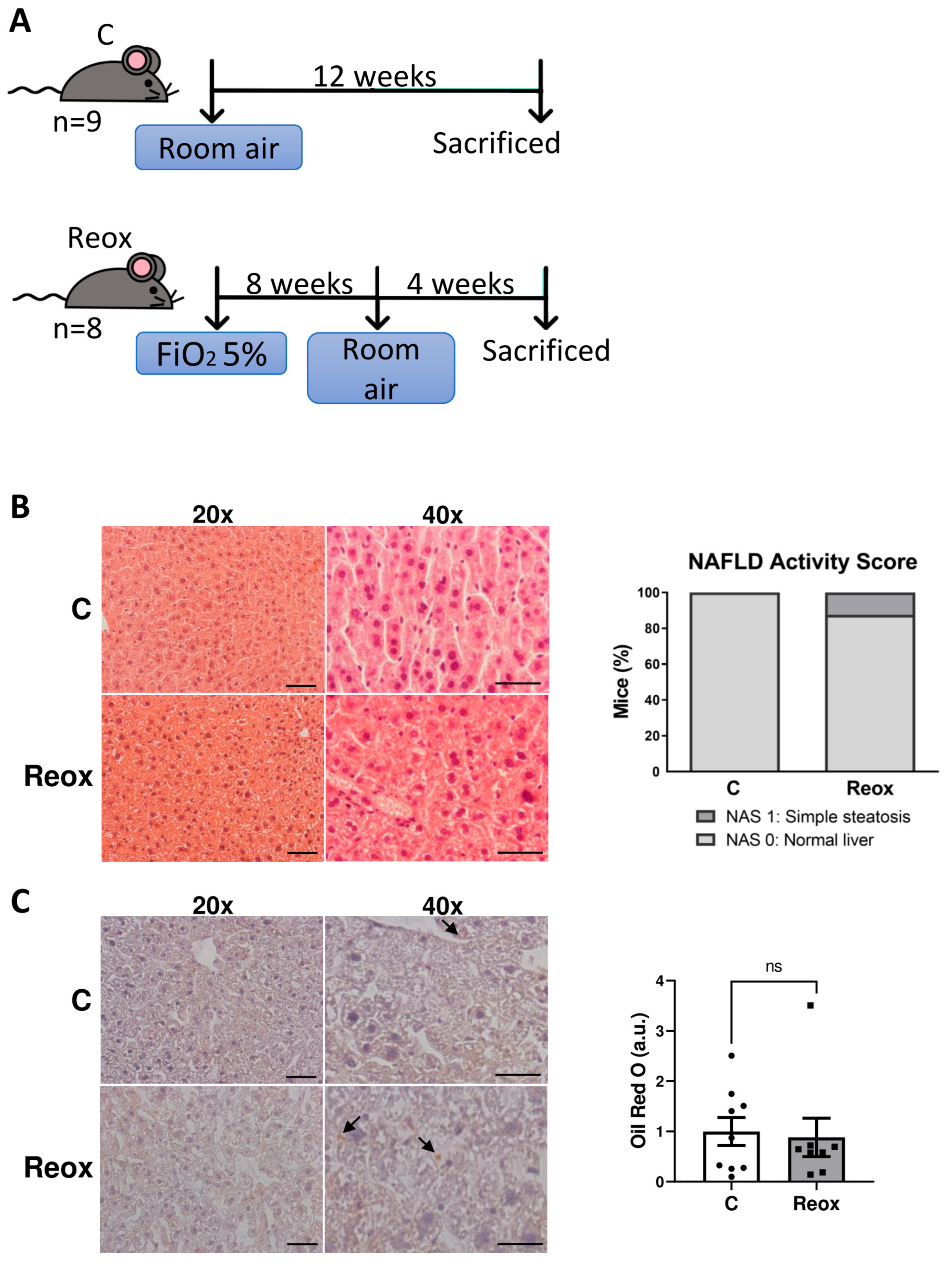 Antioxidants 14 00971 g002 Antioxidants 14 00971 g002