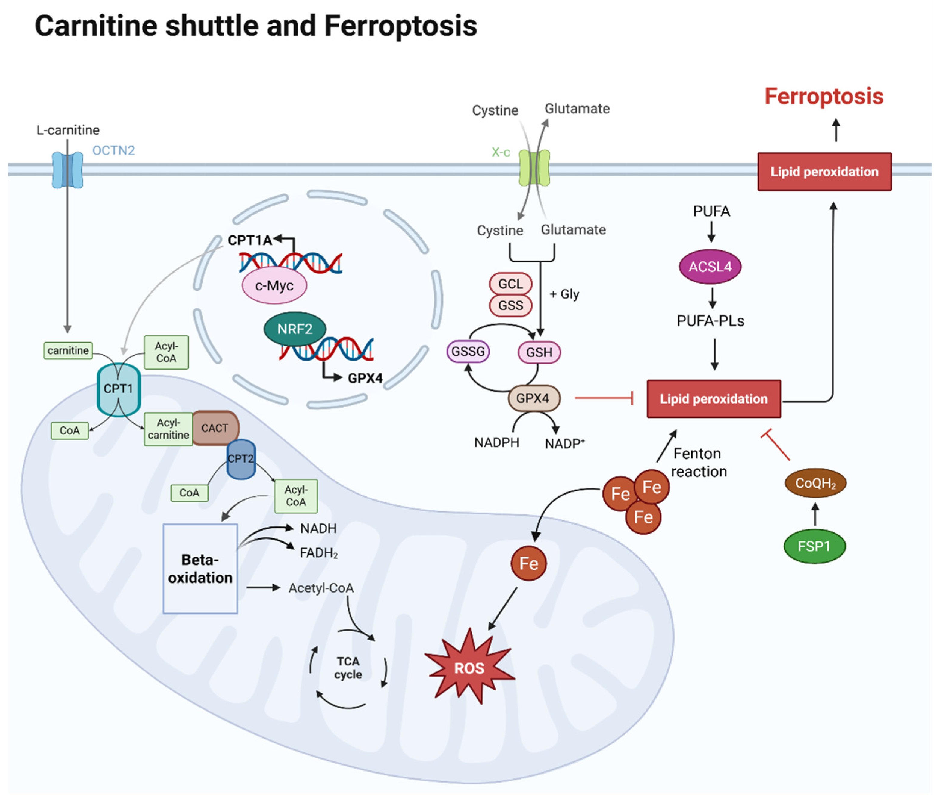 Antioxidants 14 00972 g001 Antioxidants 14 00972 g001