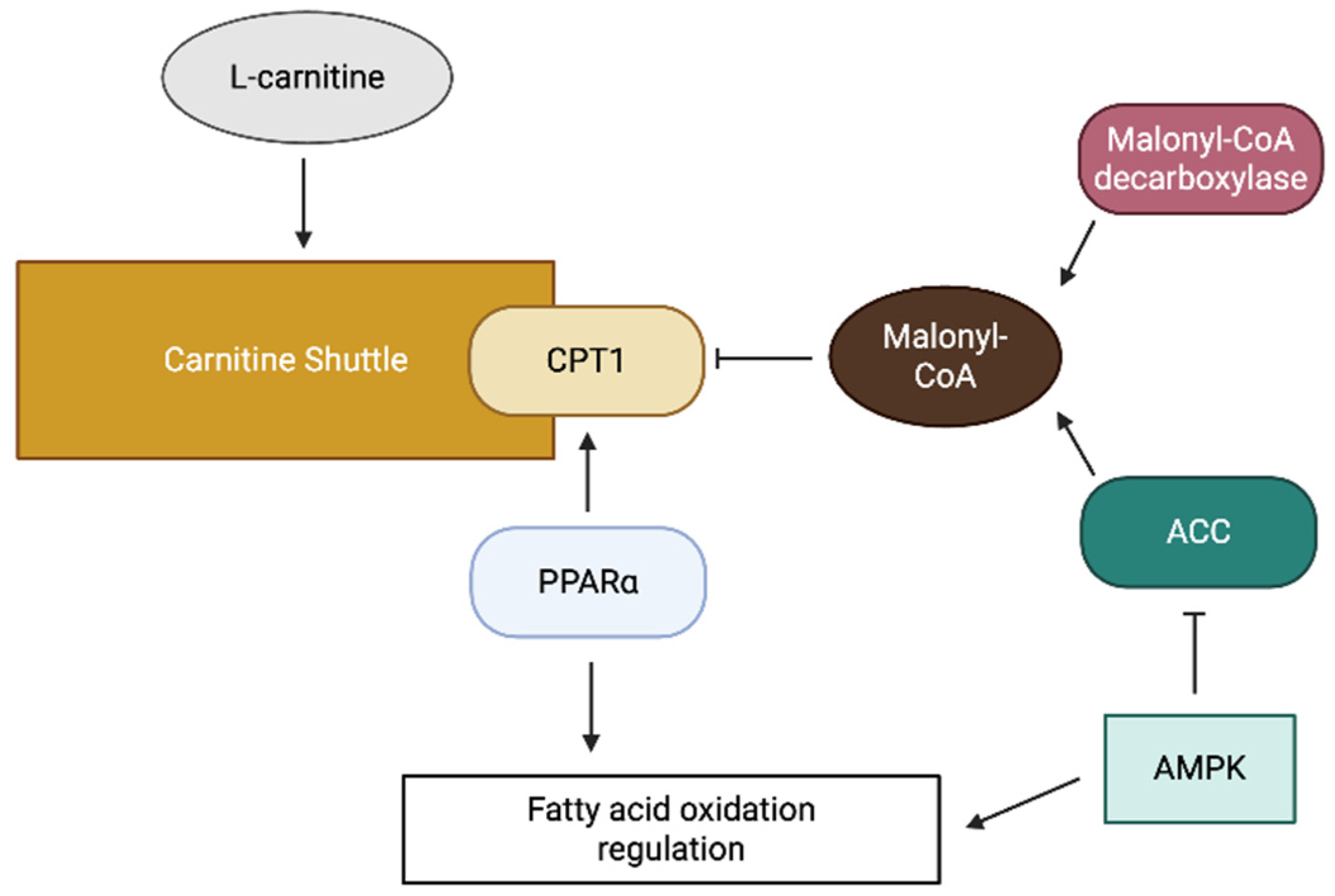 Antioxidants 14 00972 g002 Antioxidants 14 00972 g002