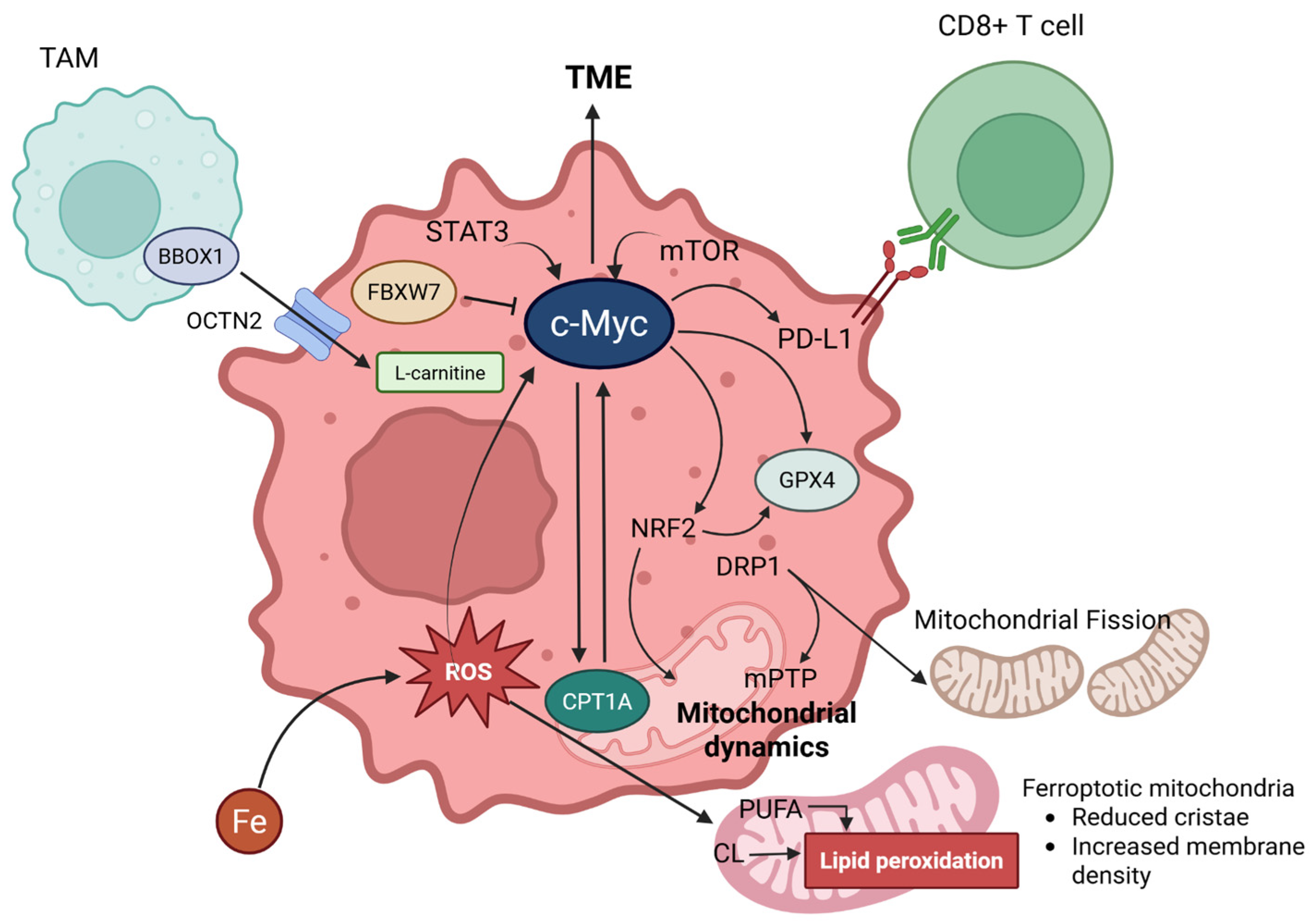 Antioxidants 14 00972 g003 Antioxidants 14 00972 g003