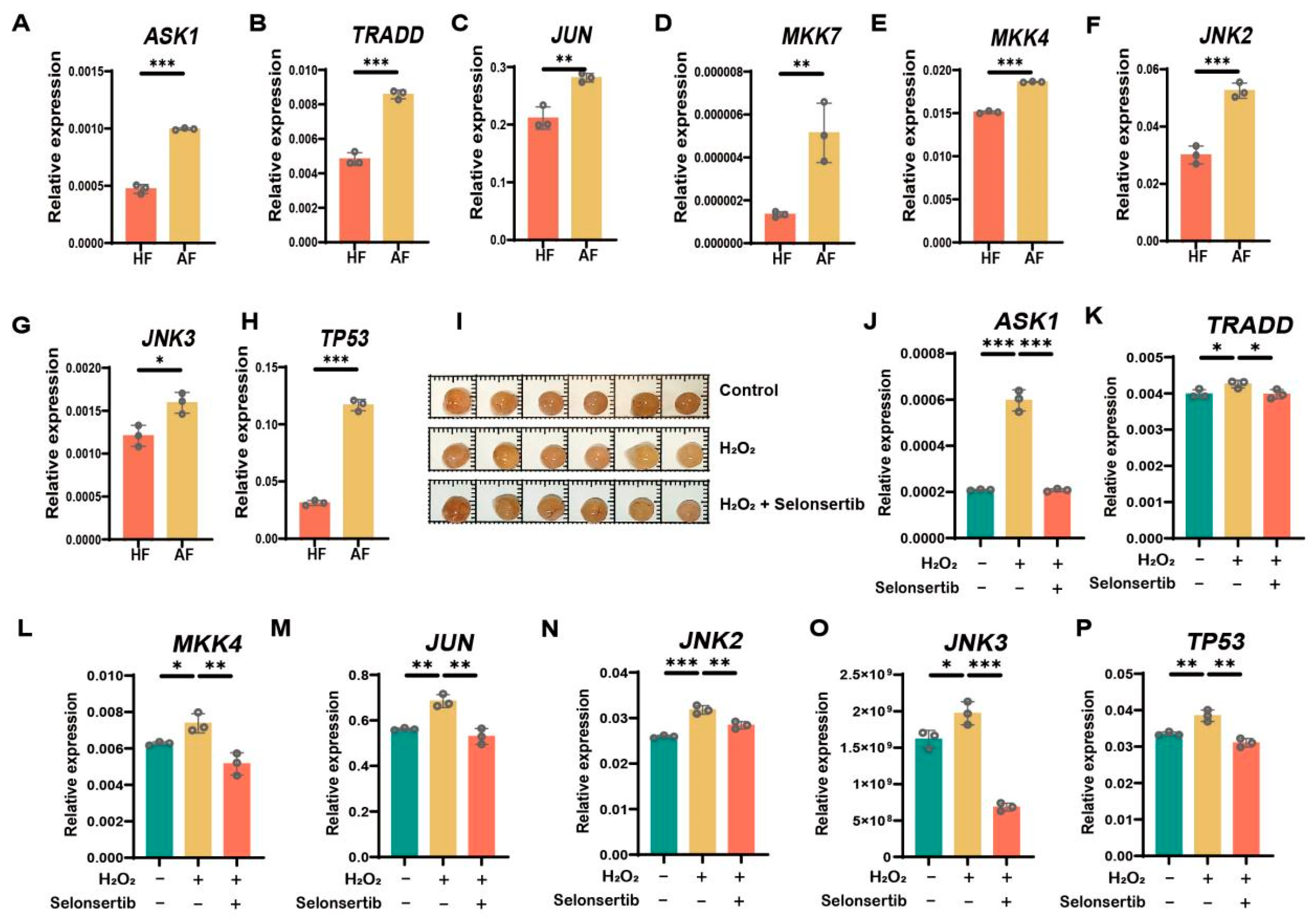Antioxidants 14 00978 g003