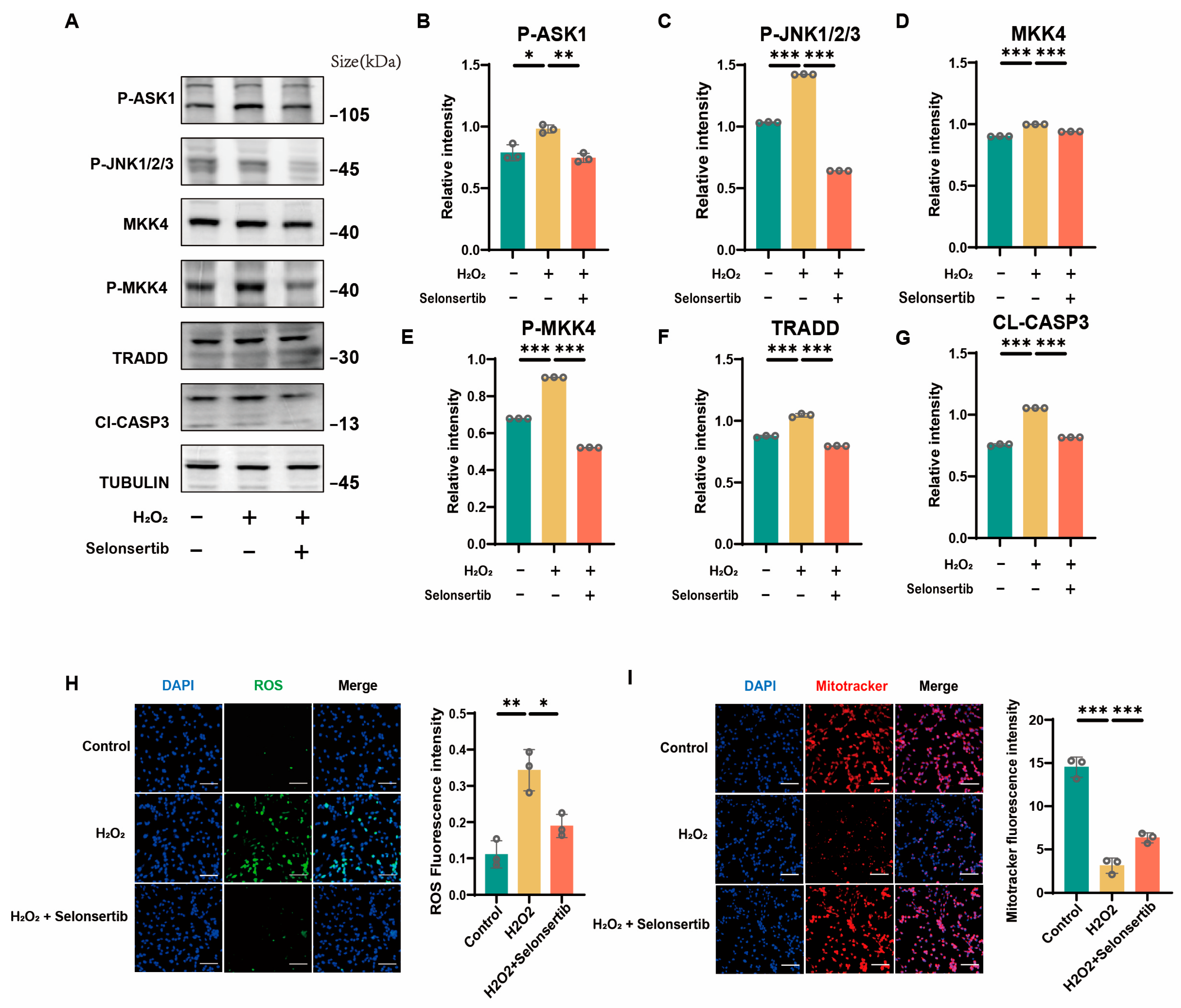 Antioxidants 14 00978 g005