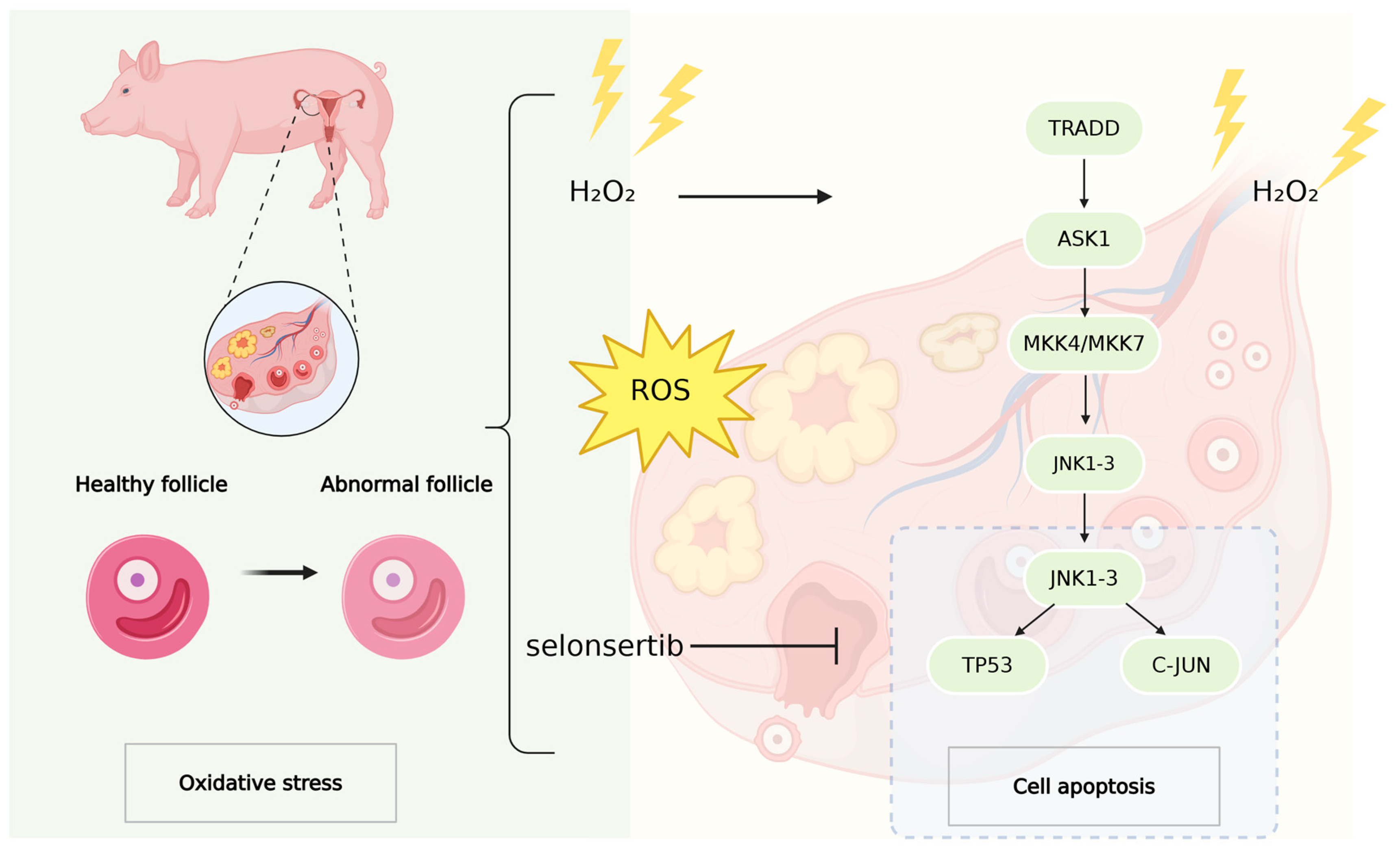 Antioxidants 14 00978 g006