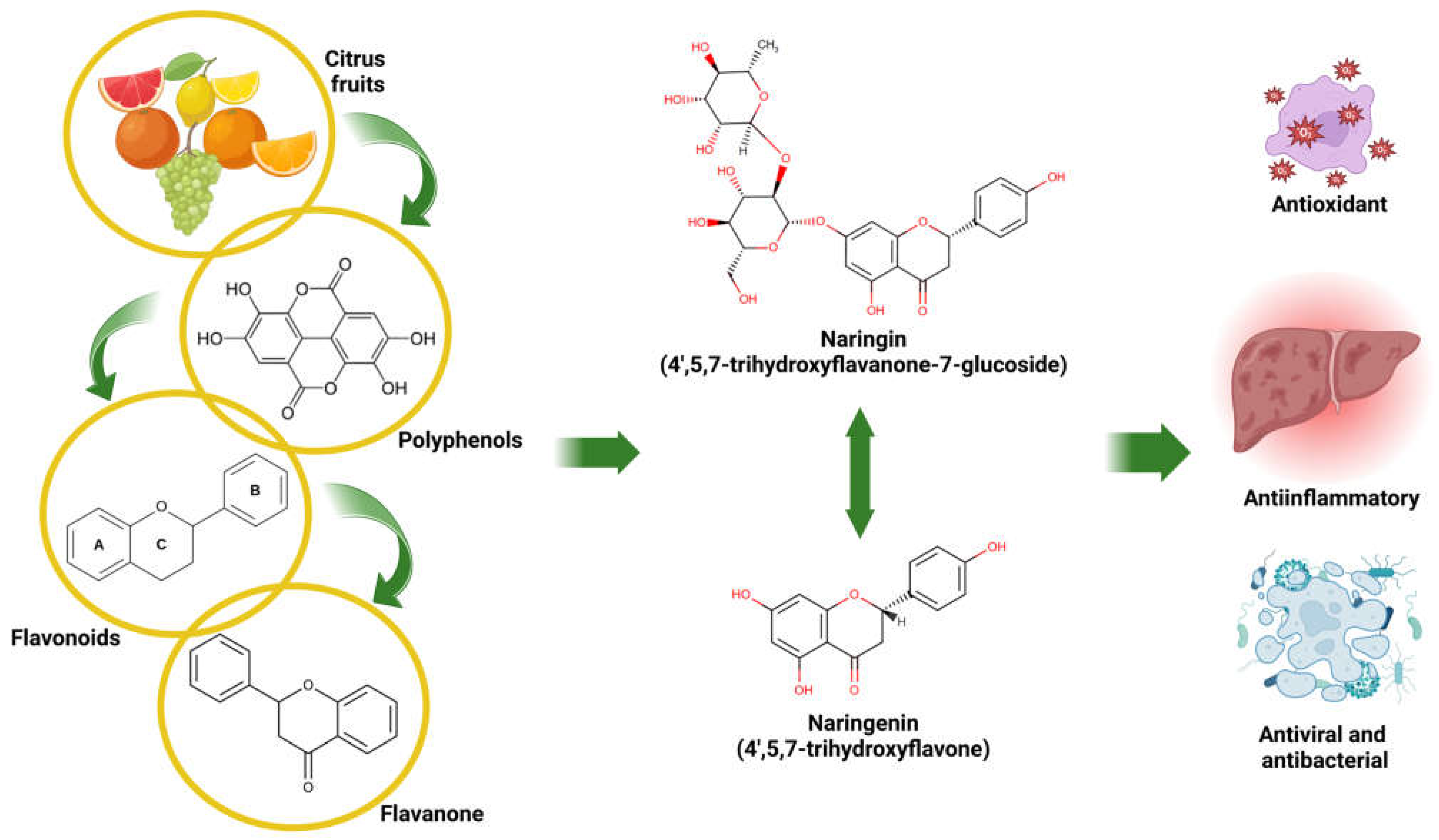 Antioxidants 14 00979 g001