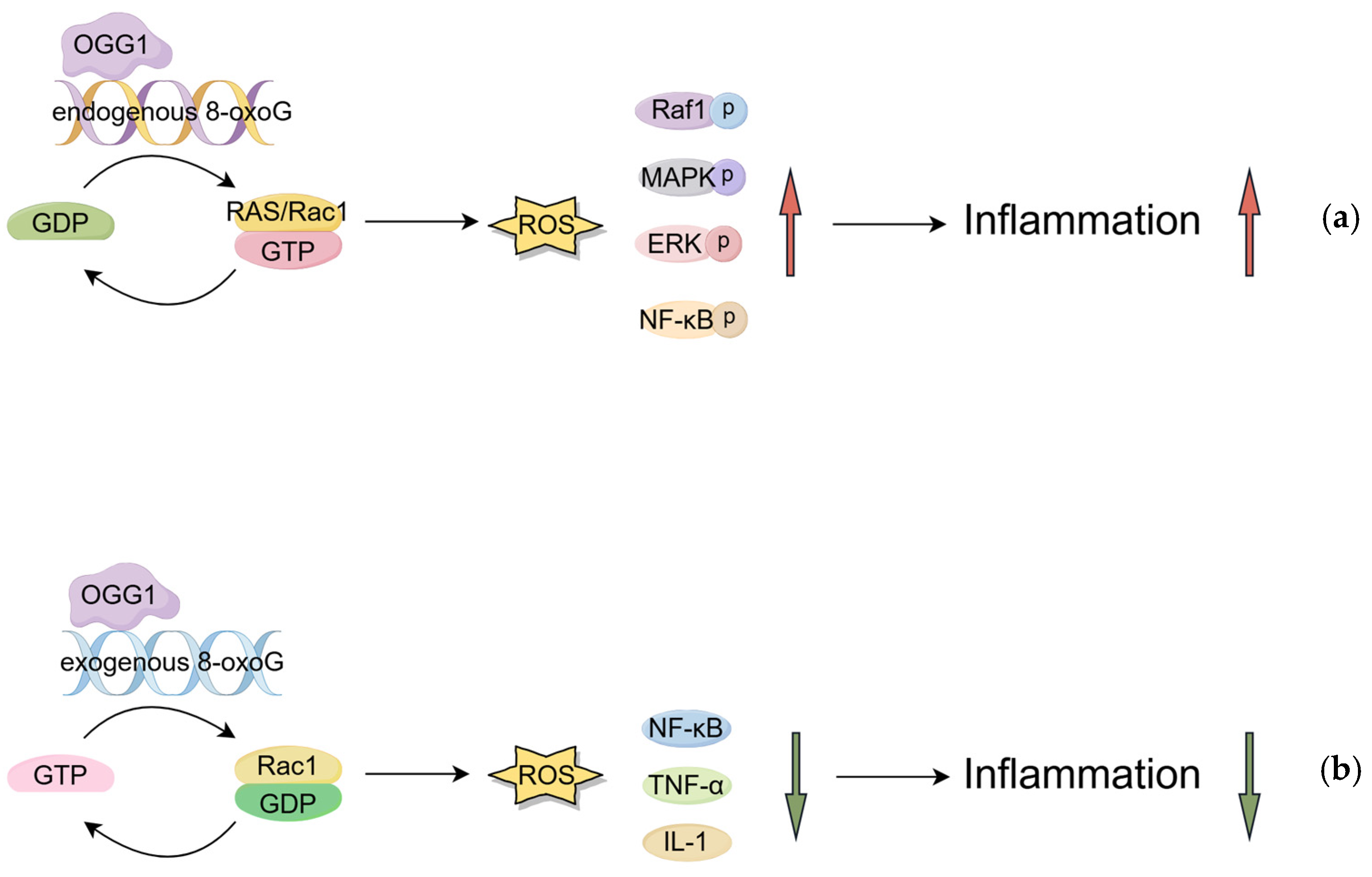 Antioxidants 14 00980 g002
