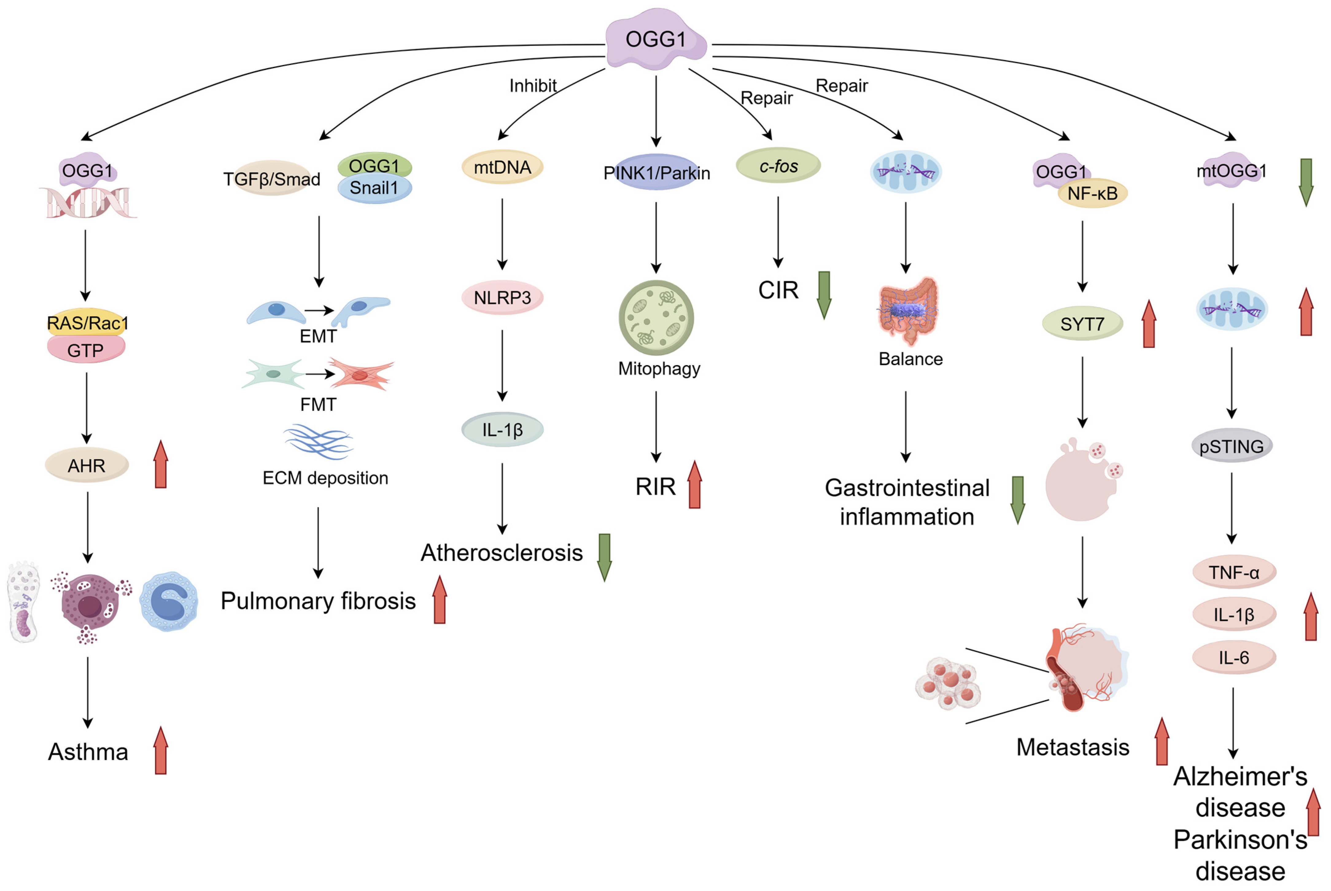Antioxidants 14 00980 g003