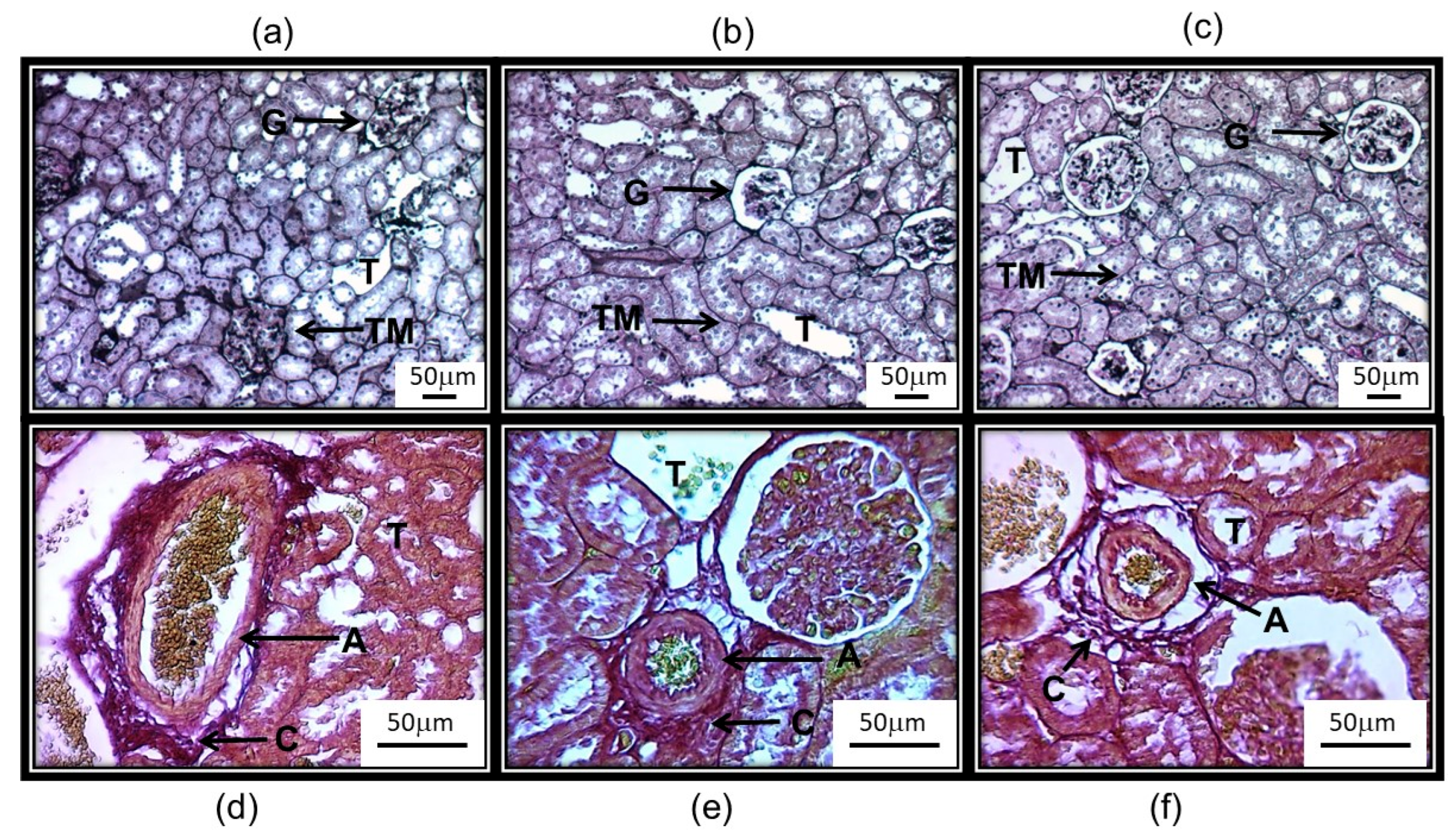 Antioxidants 14 00984 g004 Antioxidants 14 00984 g004