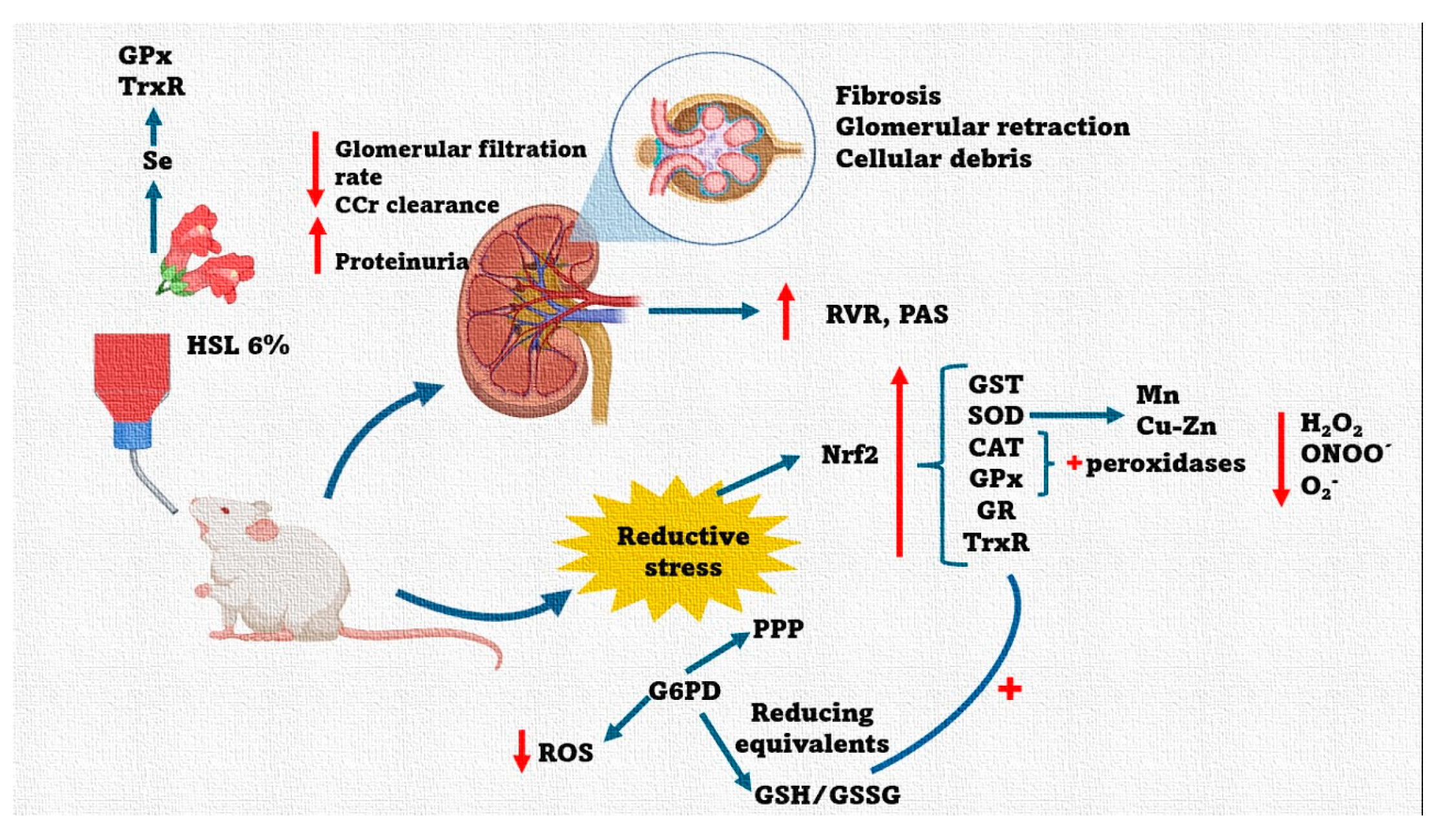 Antioxidants 14 00984 g010 Antioxidants 14 00984 g010