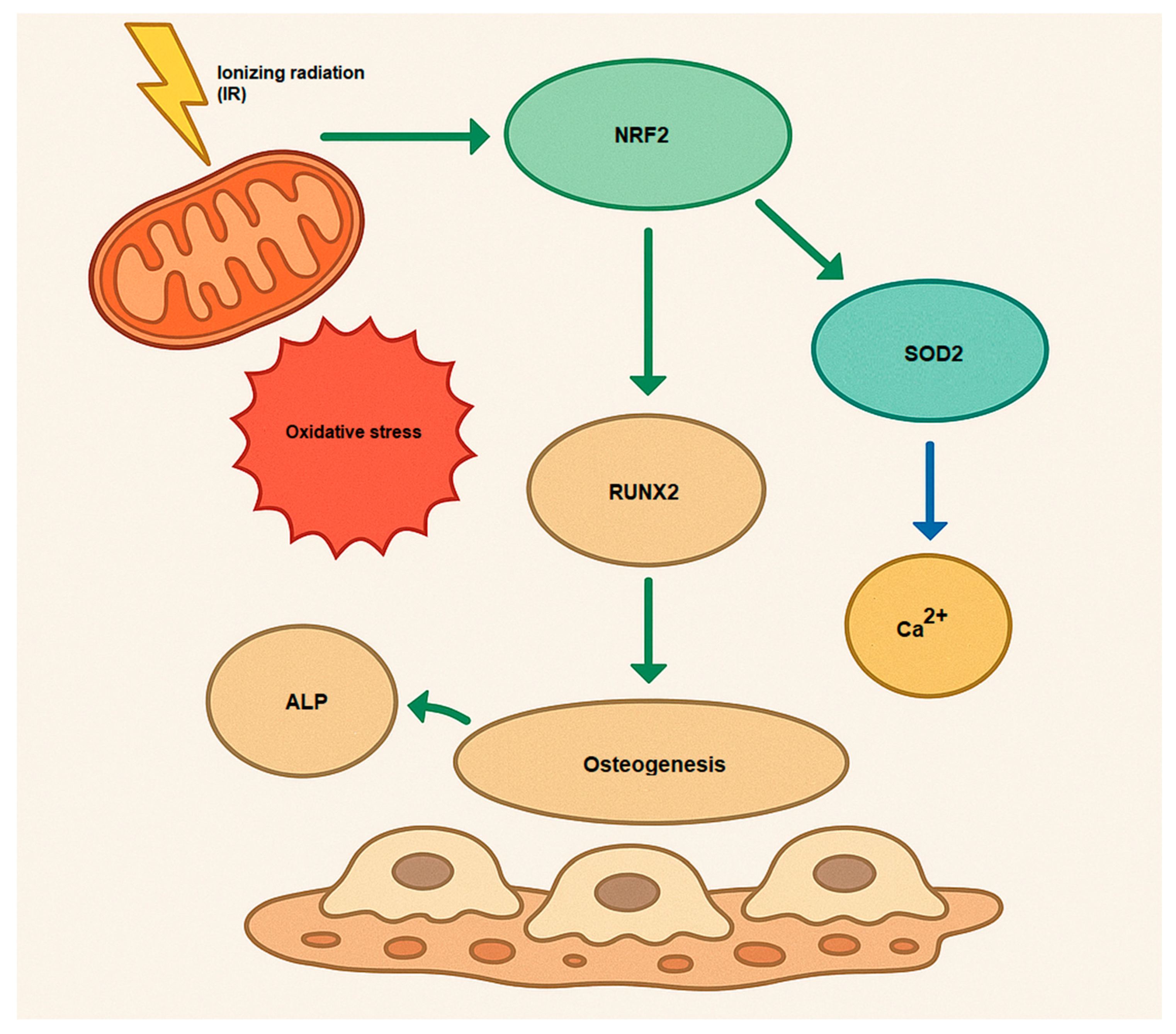 Antioxidants 14 00986 g002