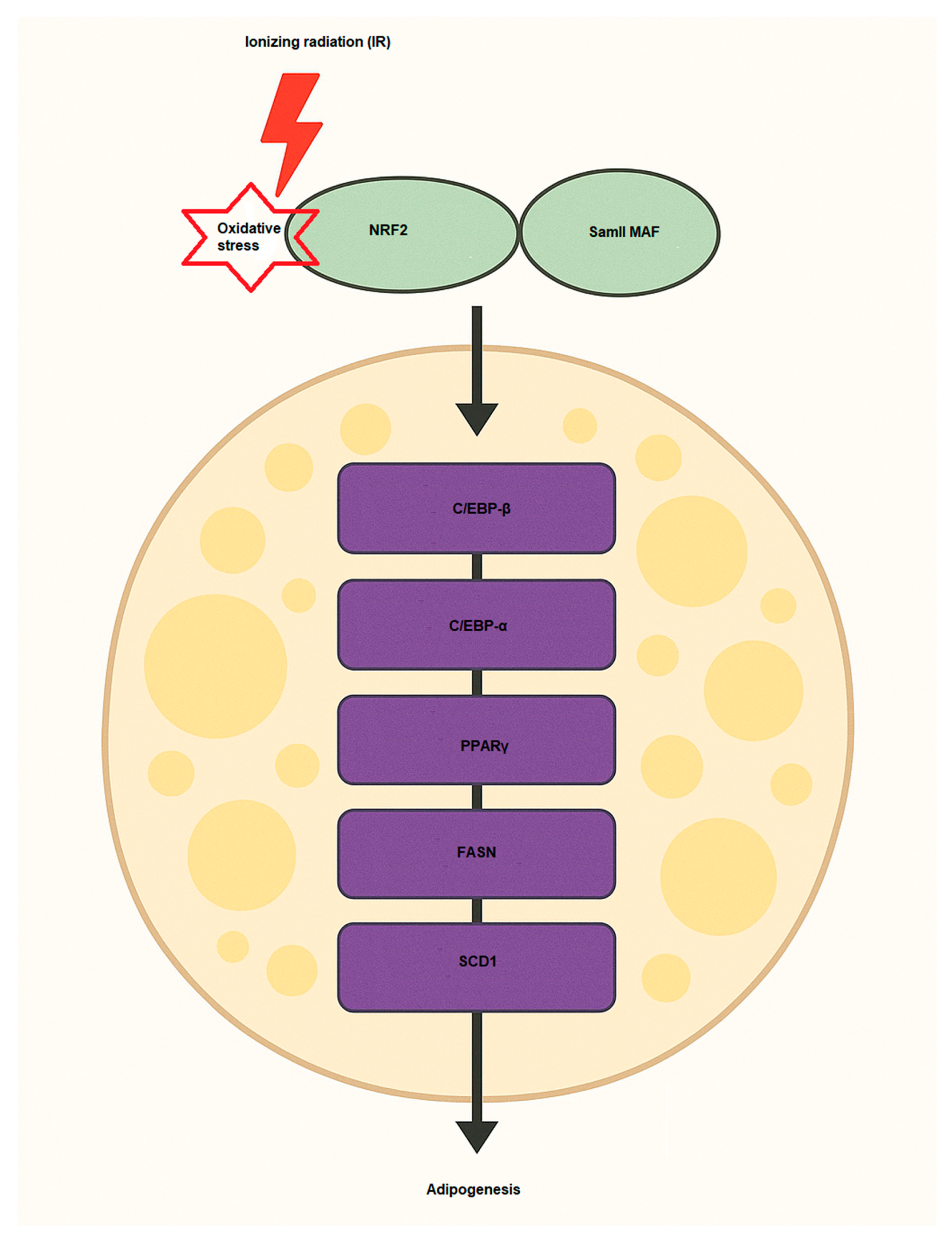 Antioxidants 14 00986 g003