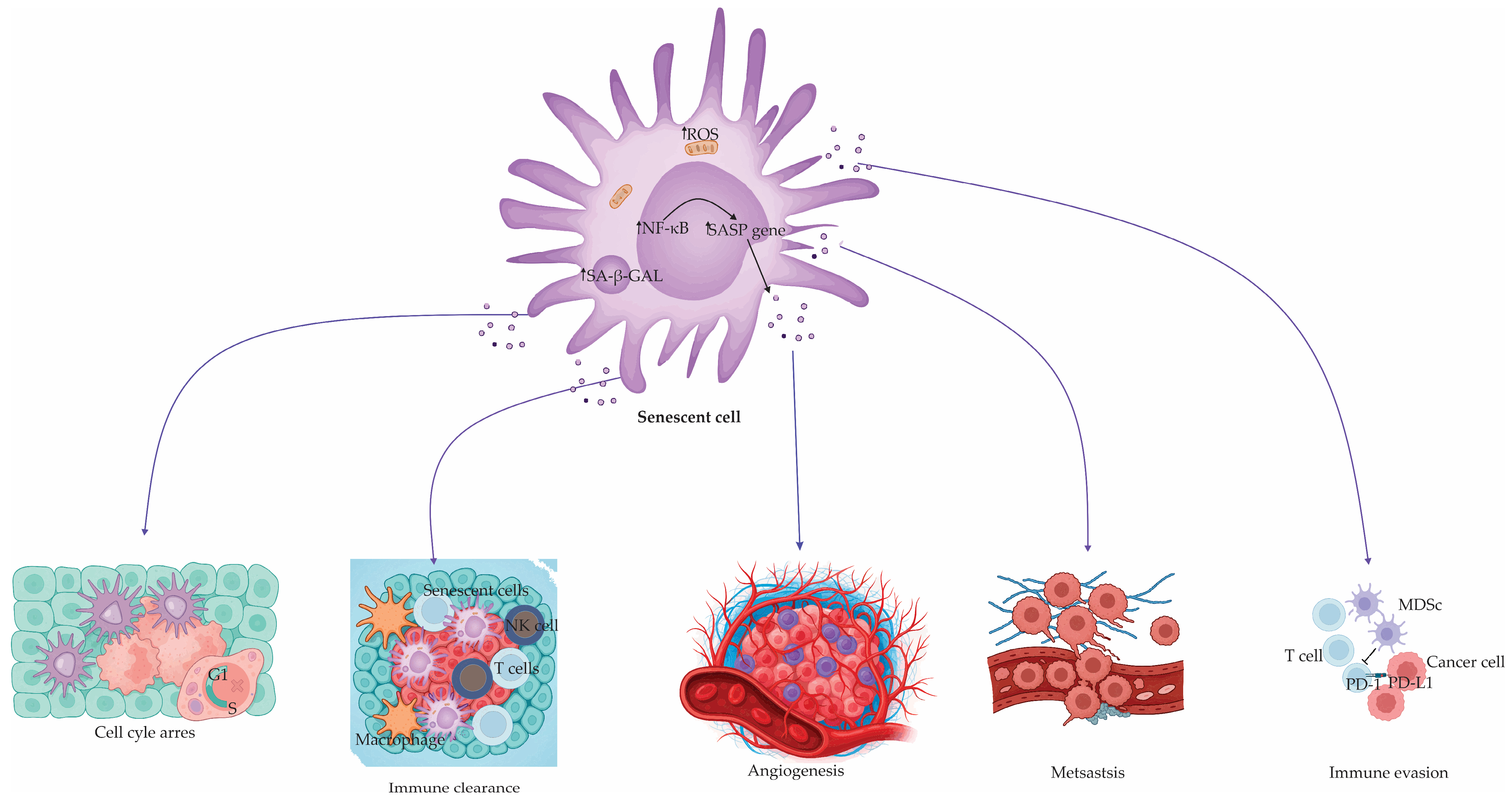Antioxidants 14 00987 g001