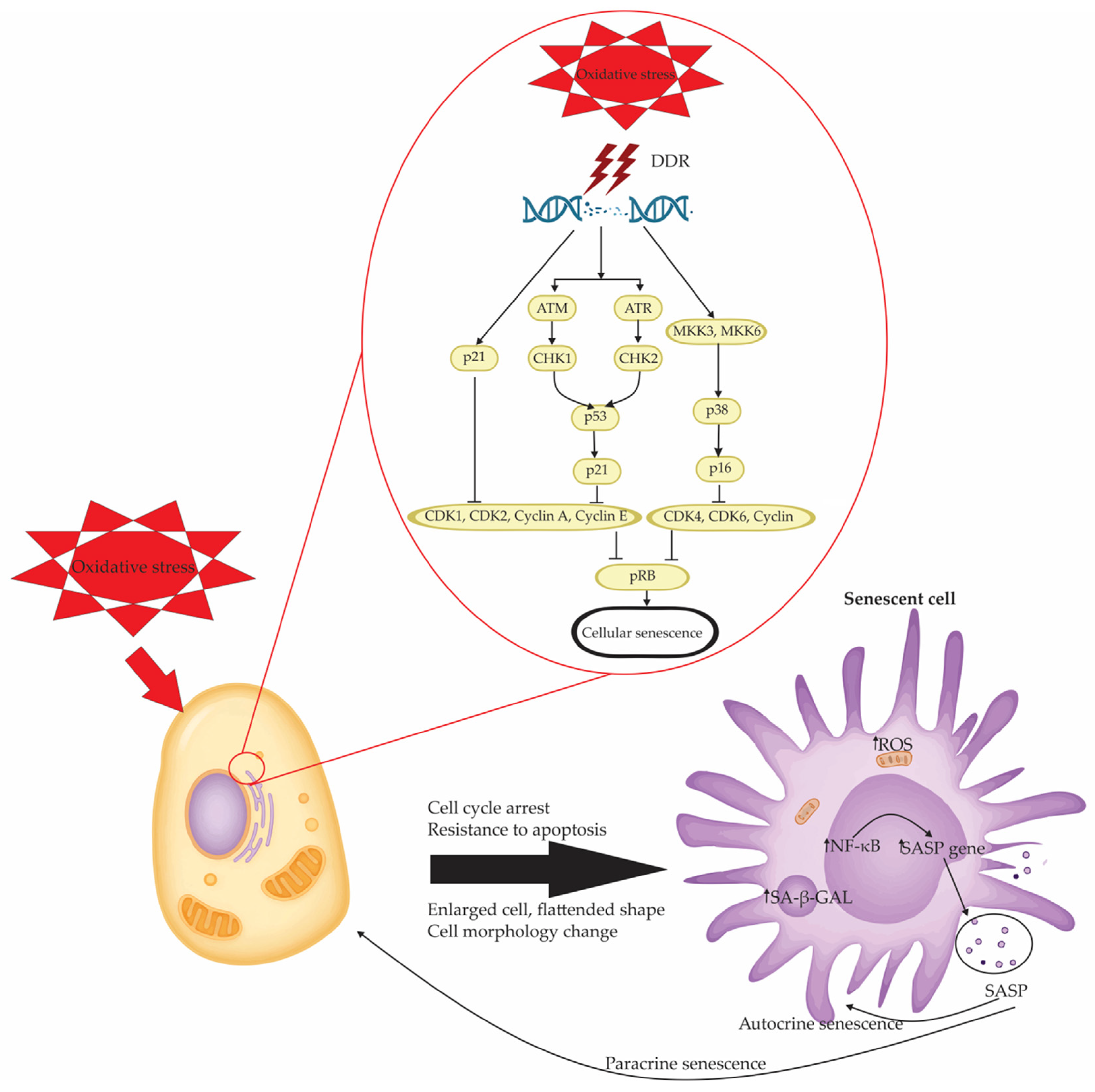 Antioxidants 14 00987 g002