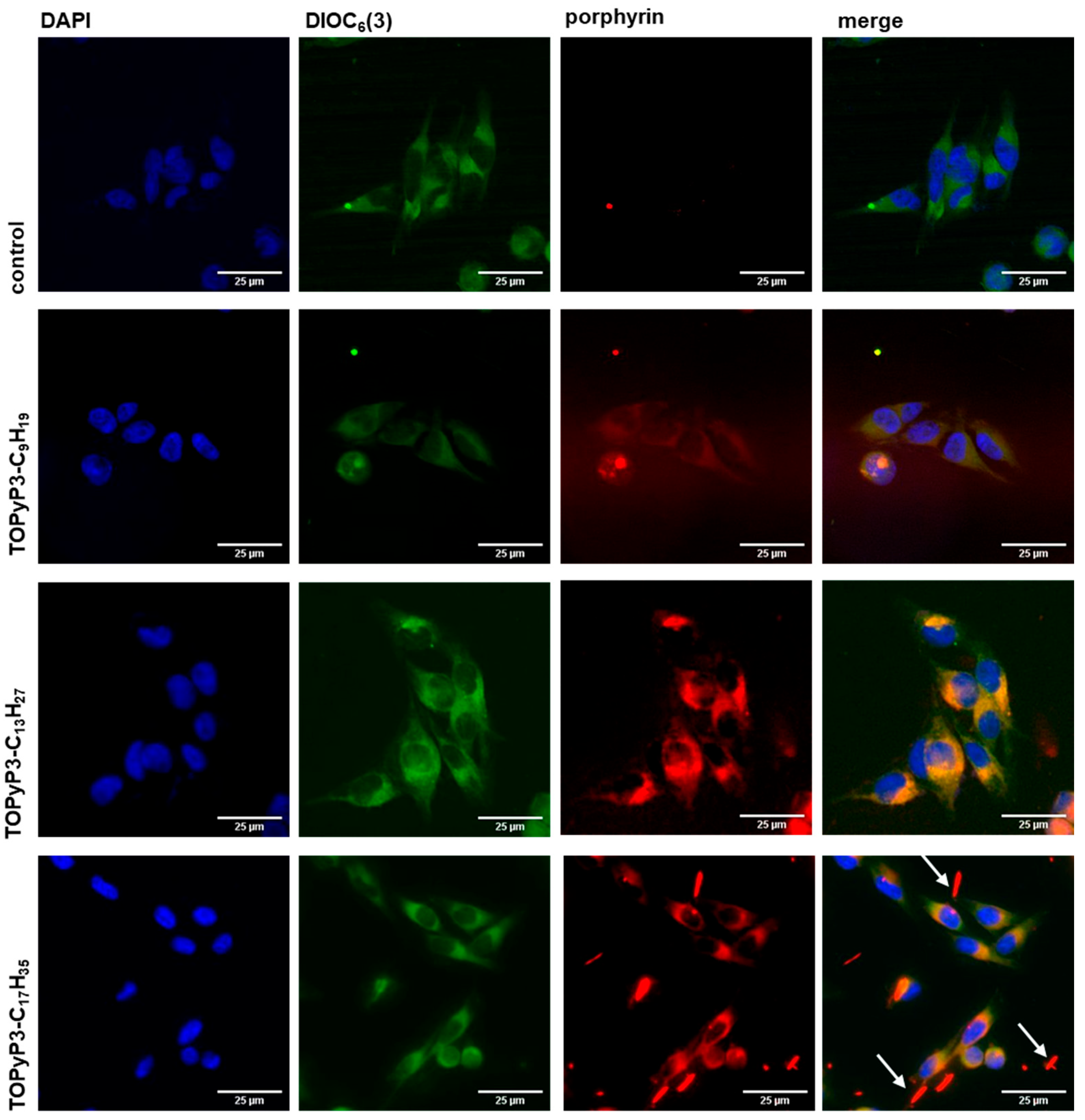 Antioxidants 14 00992 g005