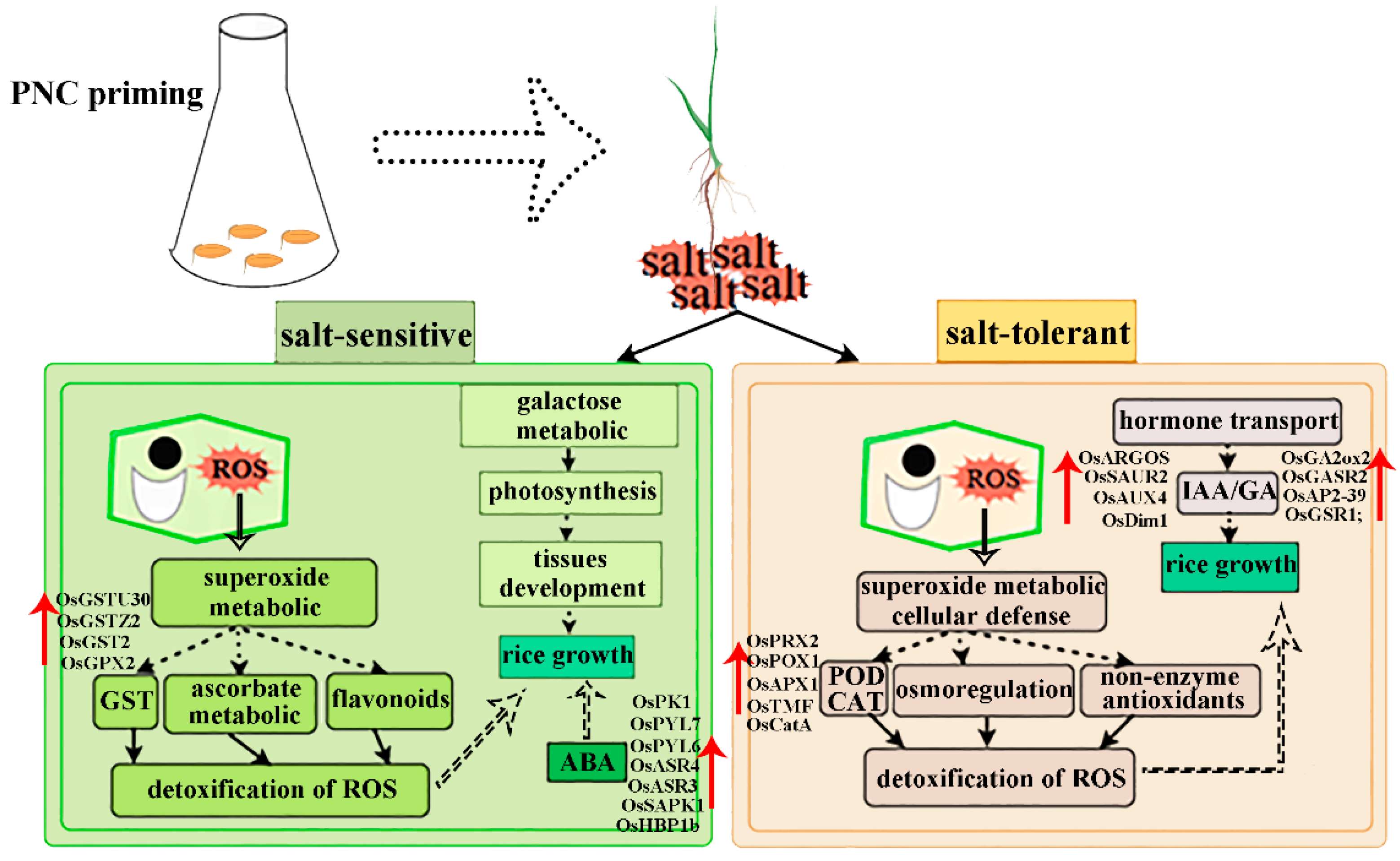 Antioxidants 14 00994 g009