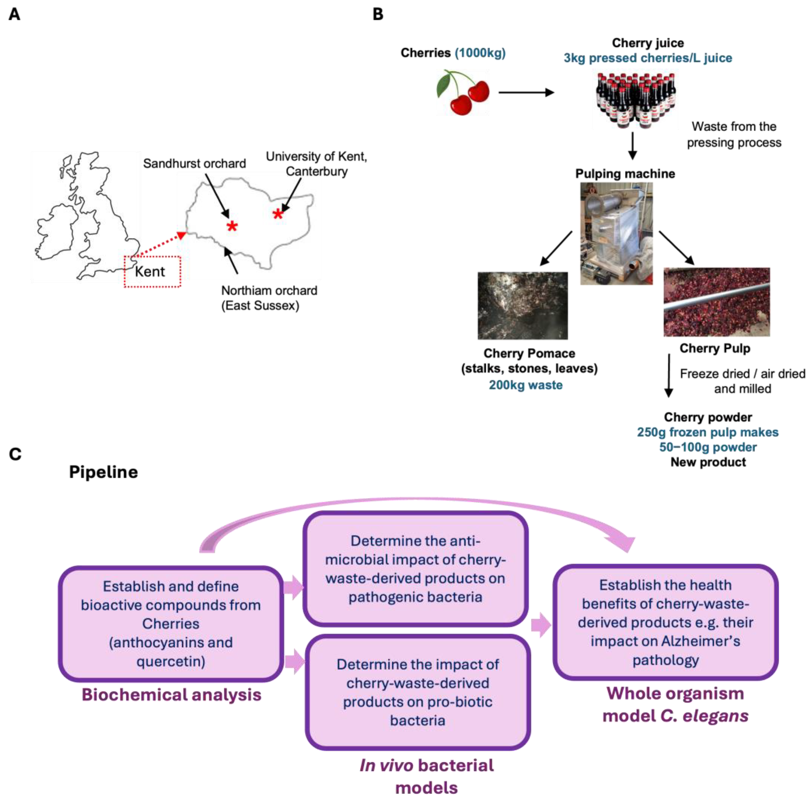 Antioxidants 14 00995 g001