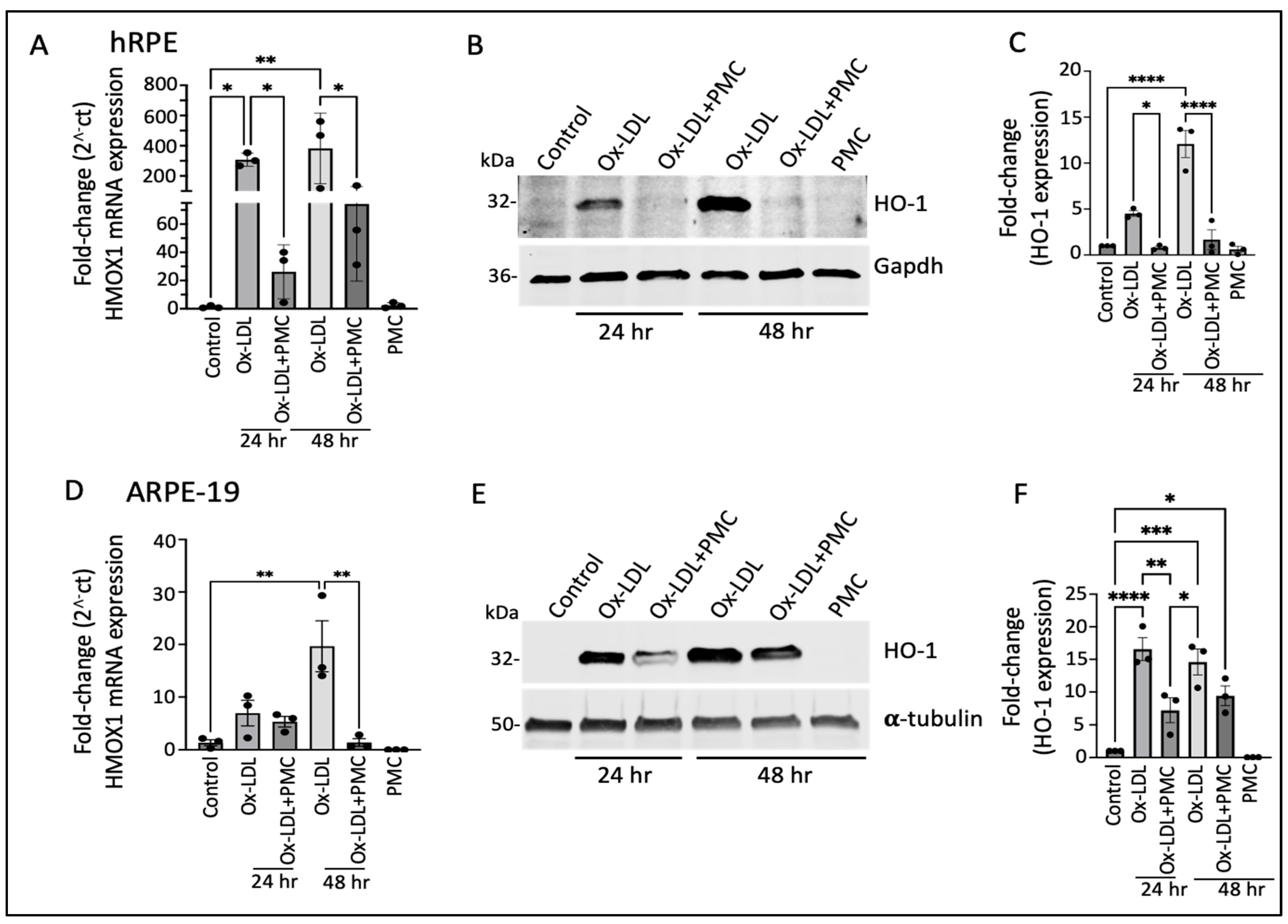 Antioxidants 14 00996 g002