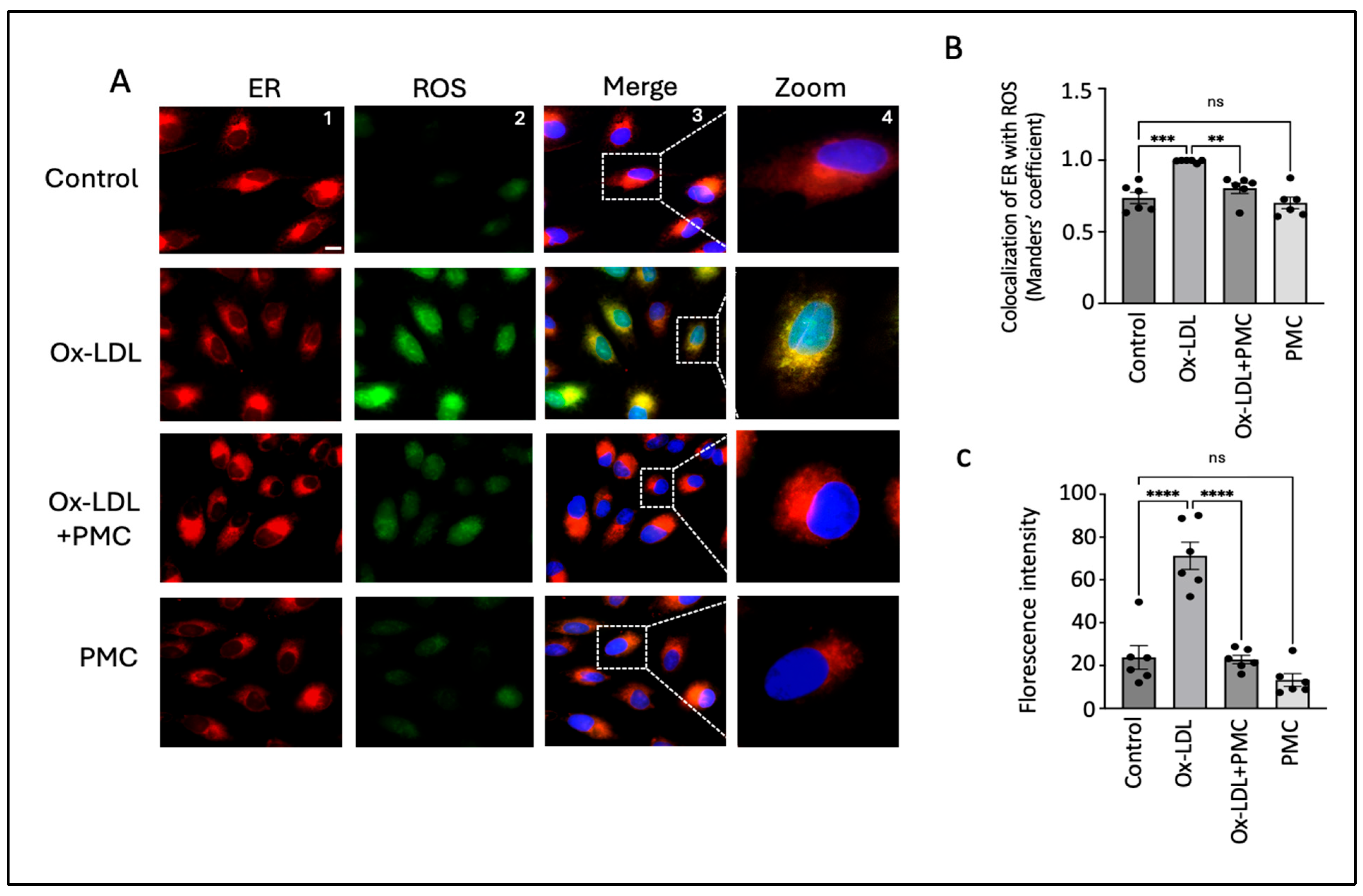 Antioxidants 14 00996 g004
