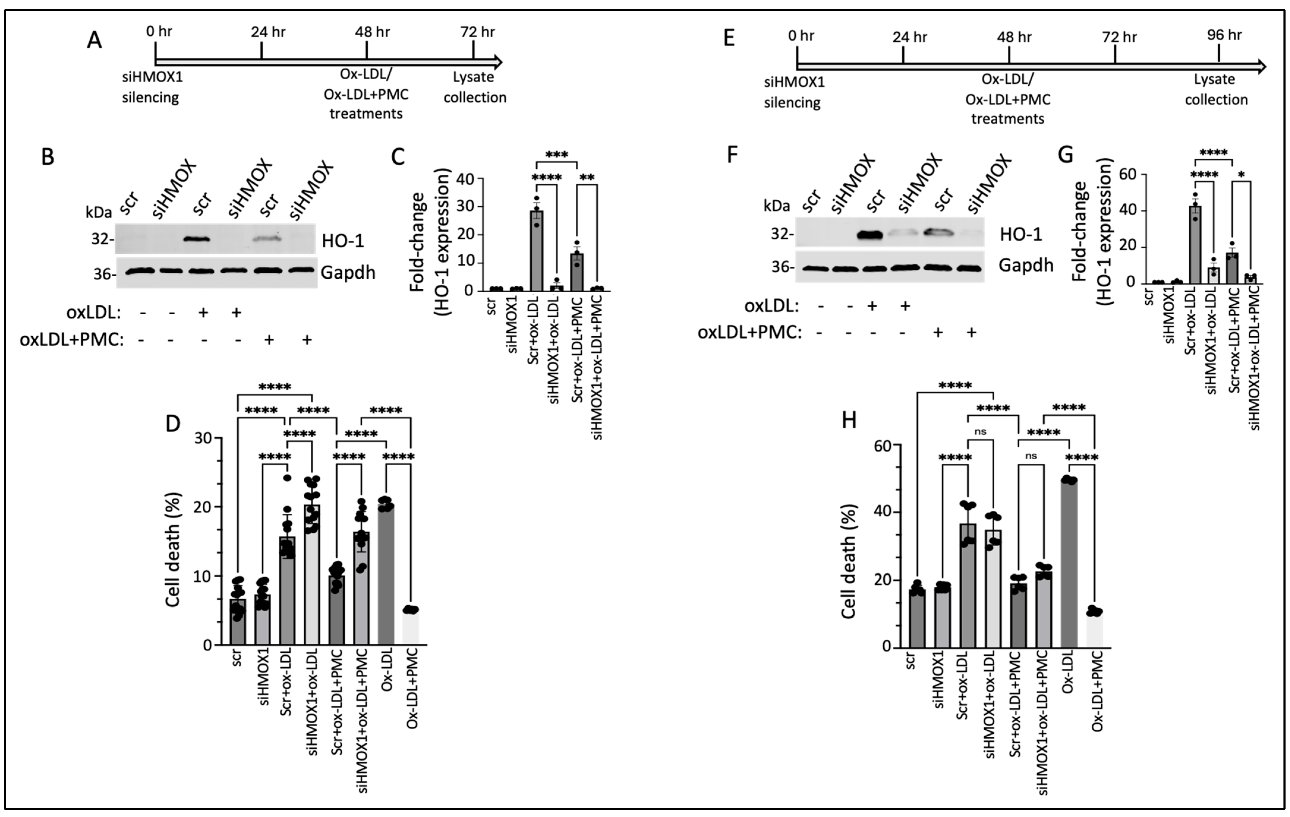 Antioxidants 14 00996 g007