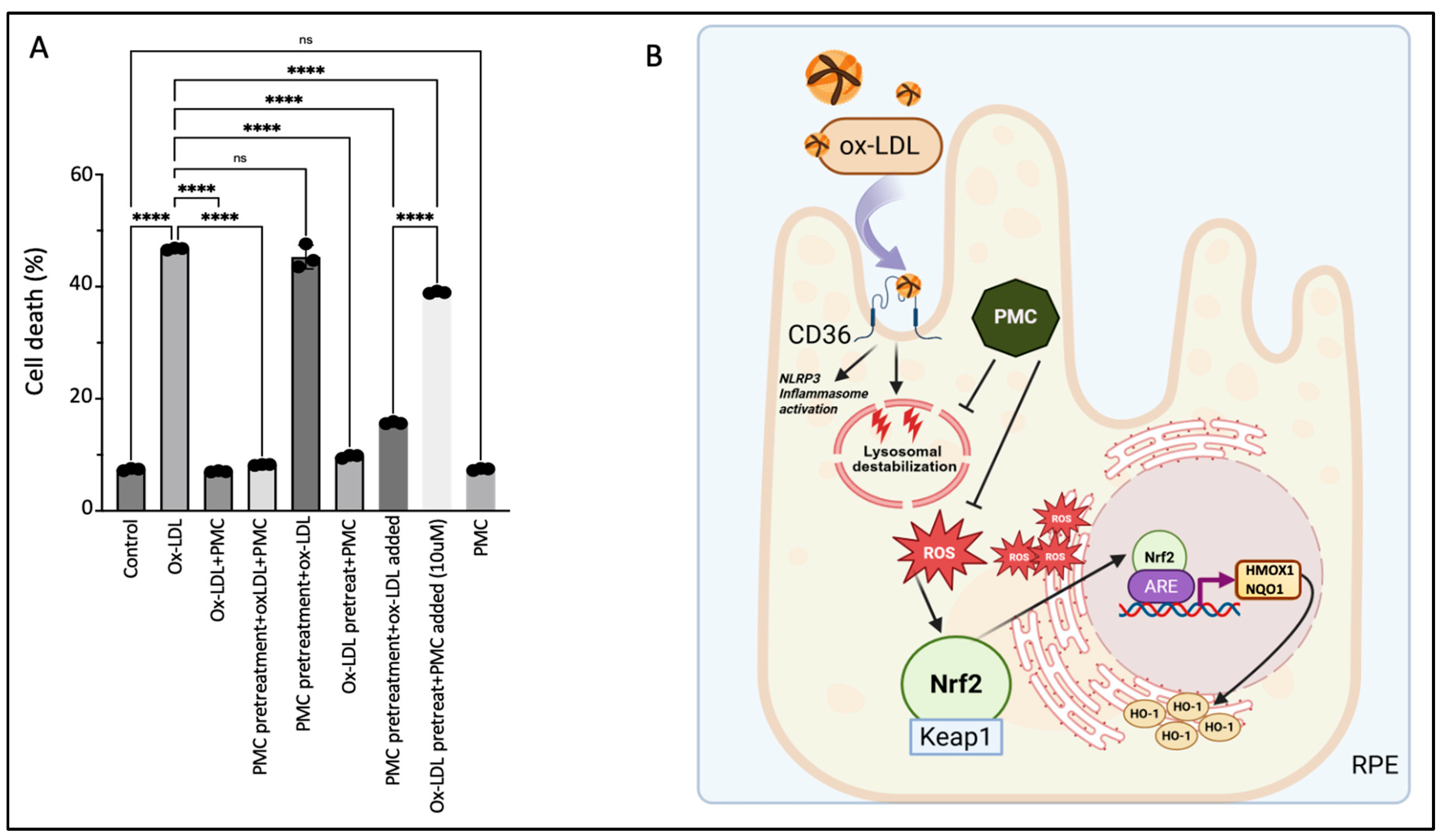 Antioxidants 14 00996 g008