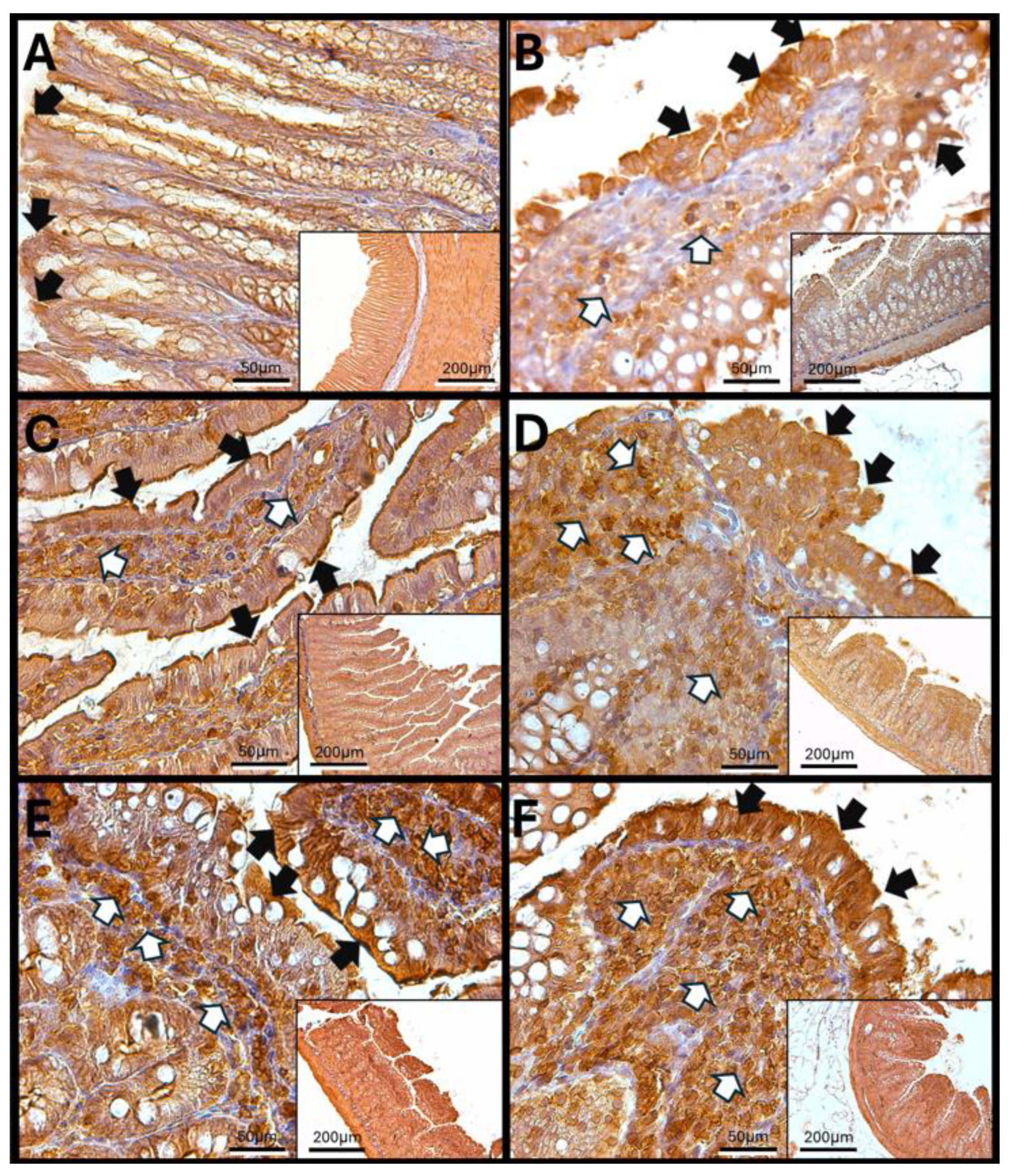 Antioxidants 14 01000 g005 Antioxidants 14 01000 g005