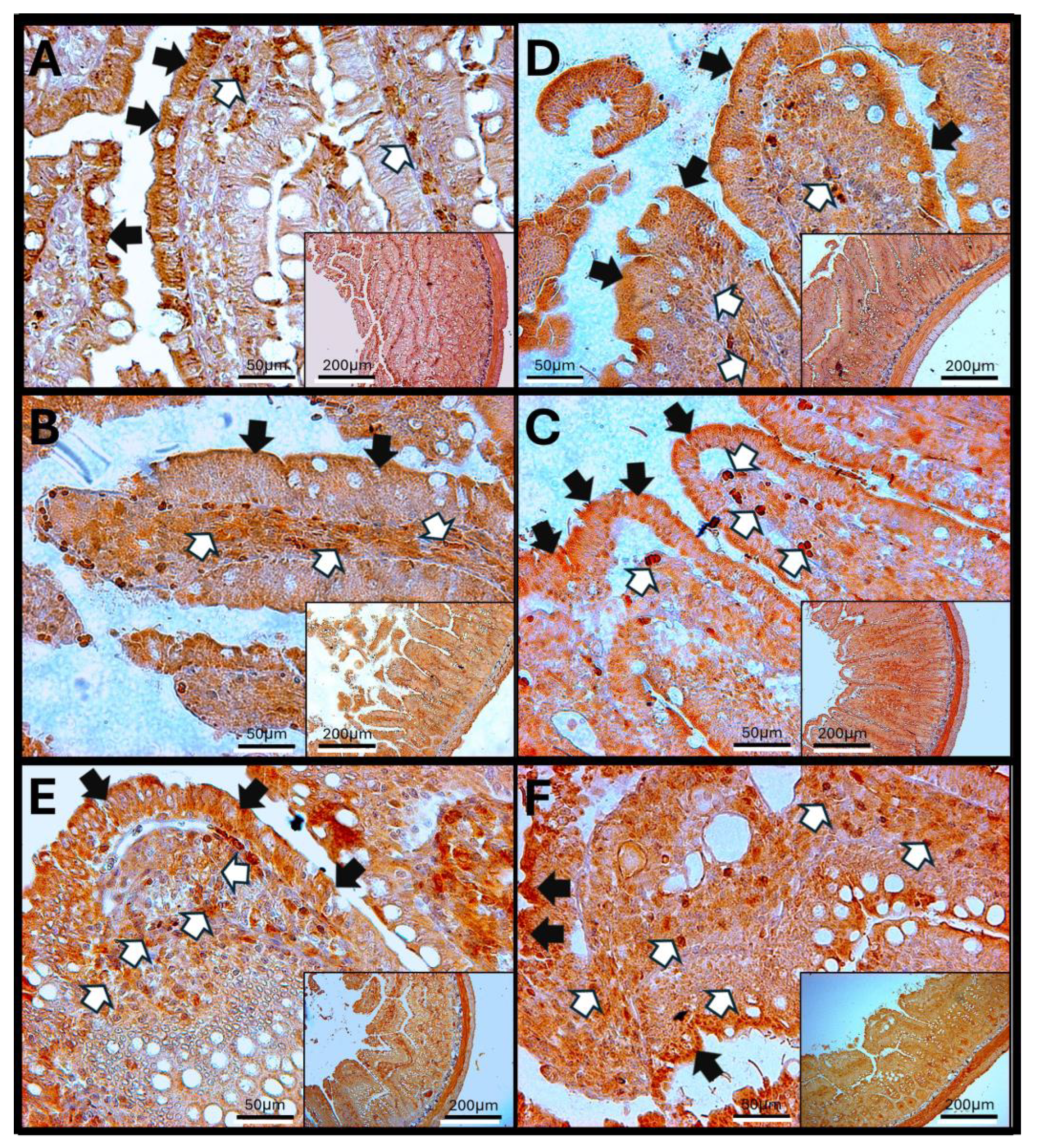 Antioxidants 14 01000 g008 Antioxidants 14 01000 g008