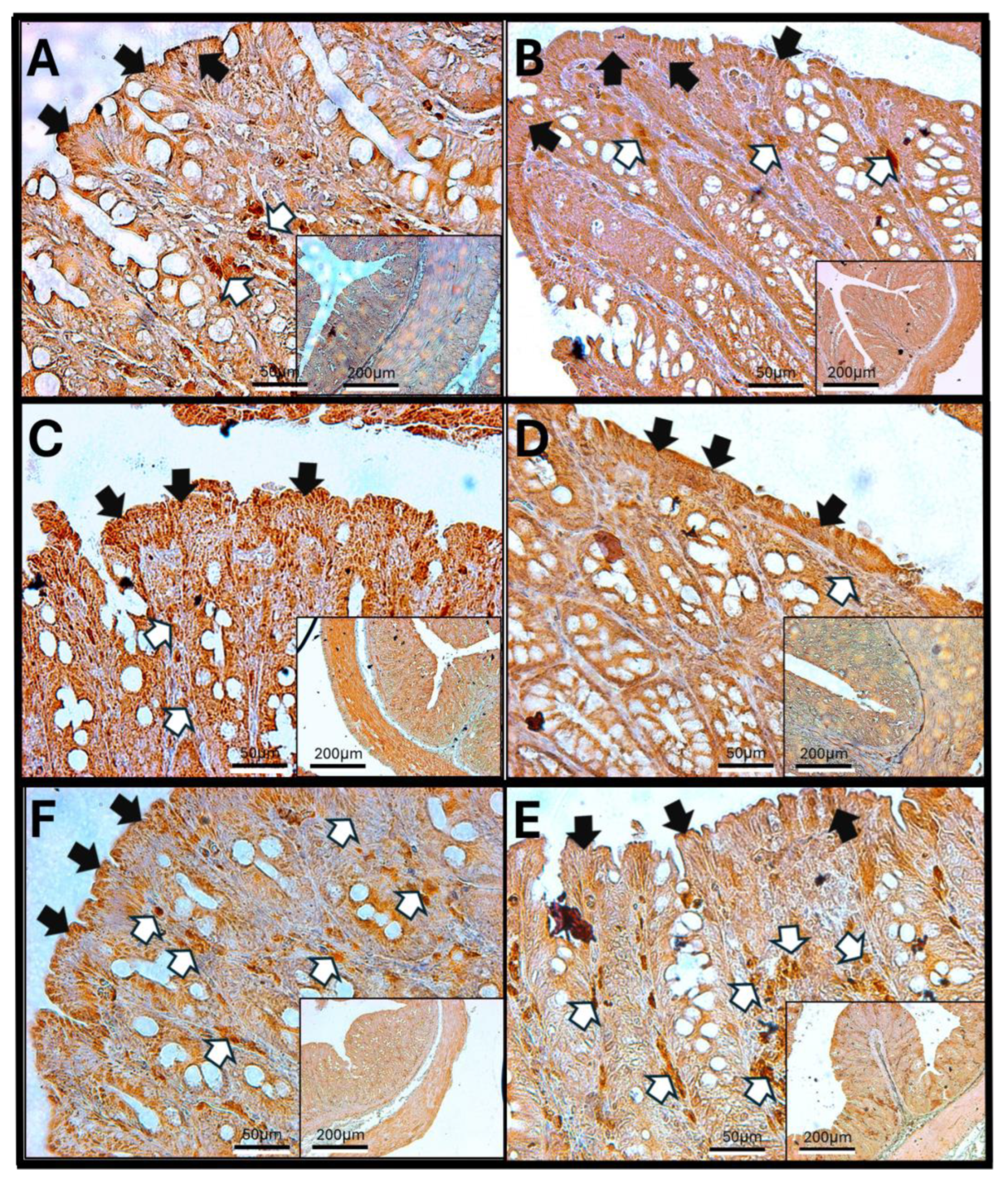 Antioxidants 14 01000 g010 Antioxidants 14 01000 g010