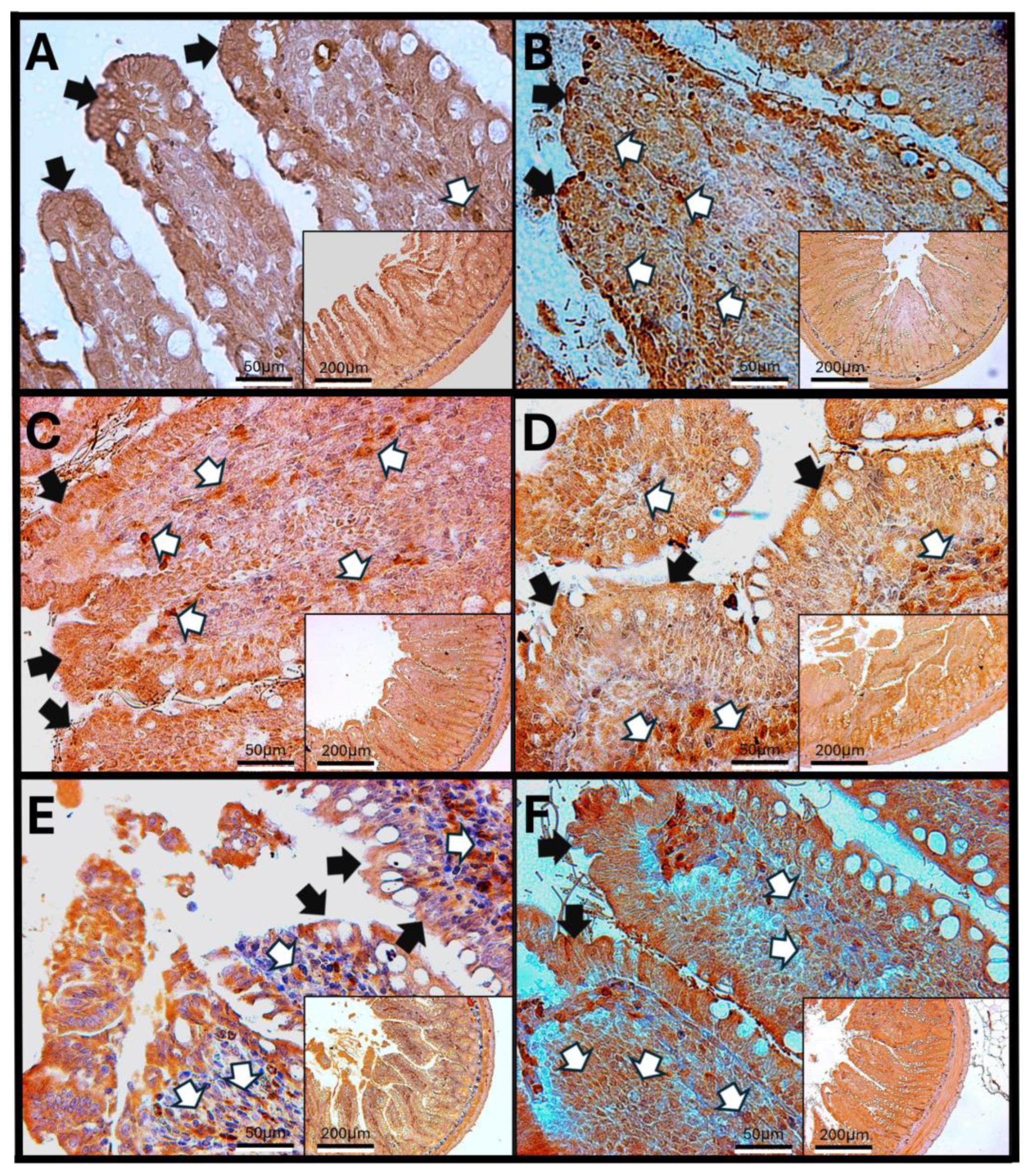 Antioxidants 14 01000 g011 Antioxidants 14 01000 g011