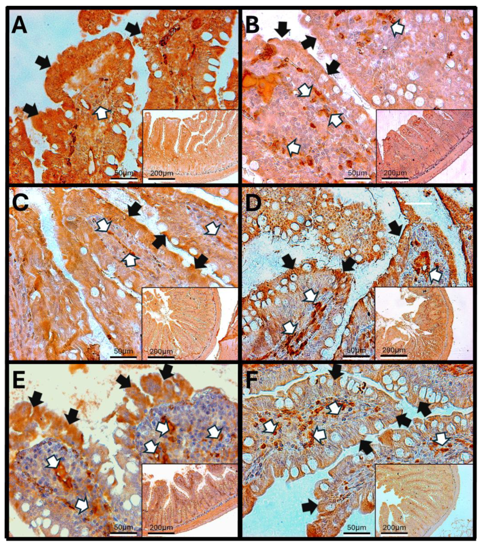 Antioxidants 14 01000 g012 Antioxidants 14 01000 g012