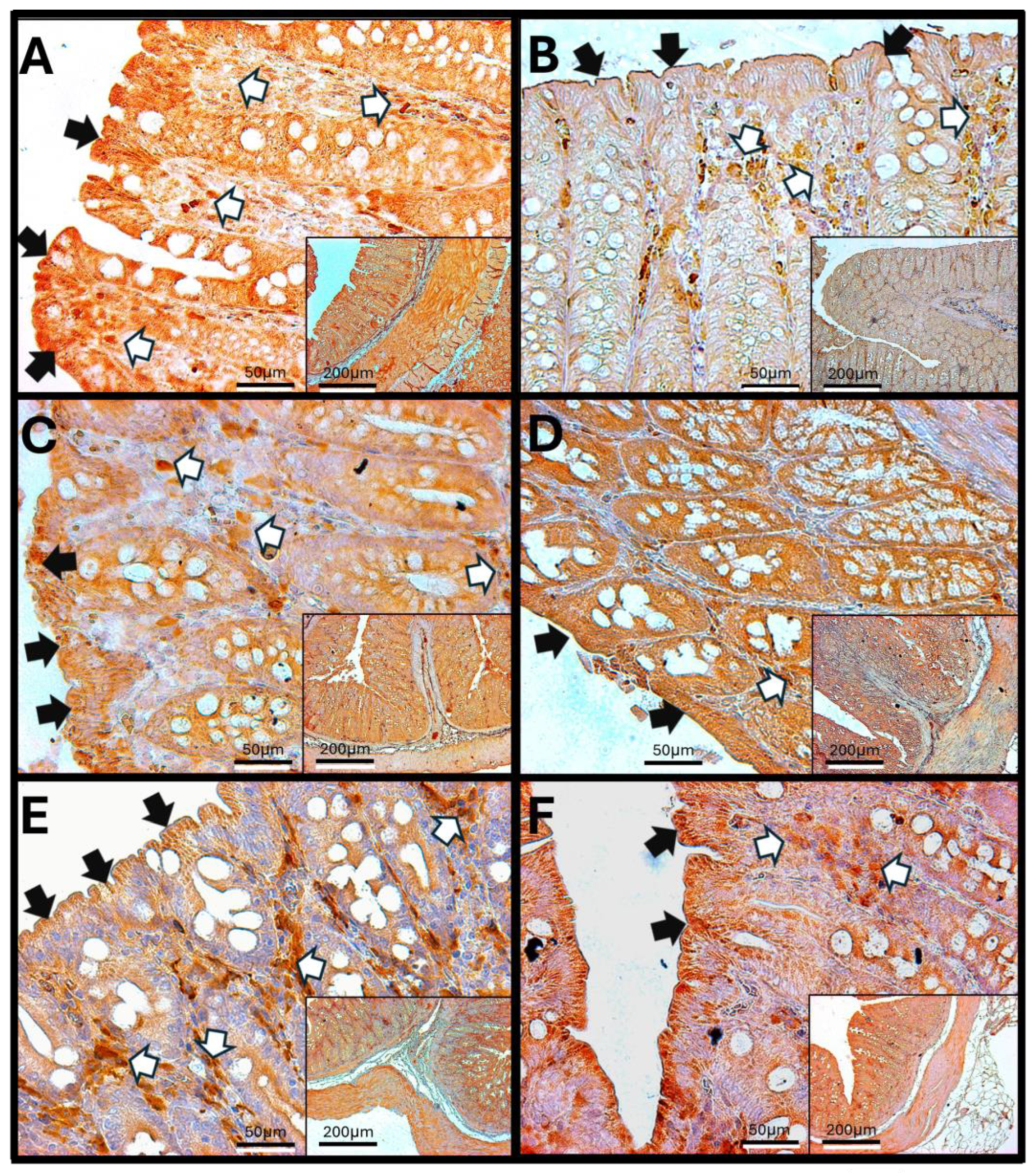 Antioxidants 14 01000 g013 Antioxidants 14 01000 g013