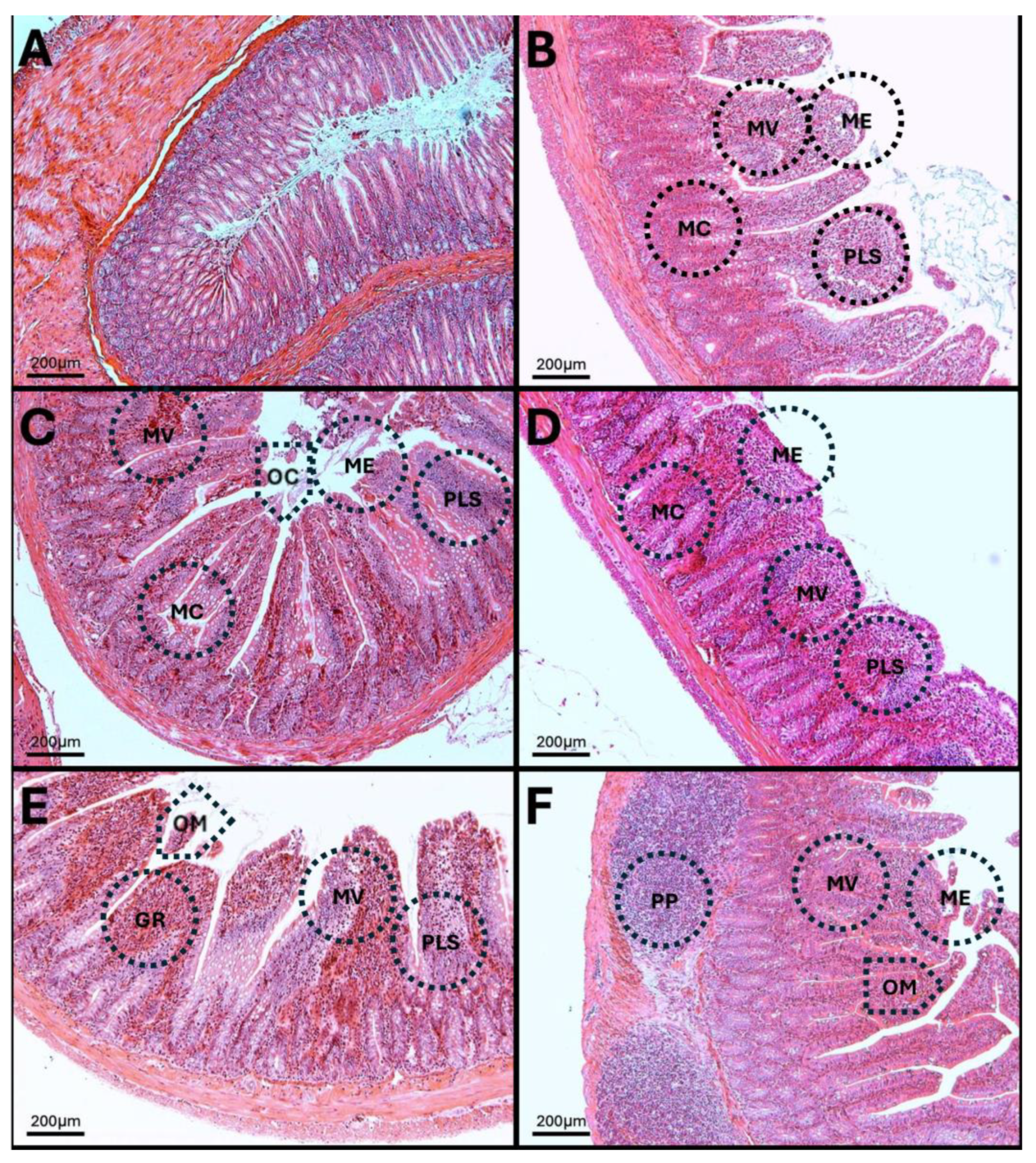 Antioxidants 14 01000 g014 Antioxidants 14 01000 g014