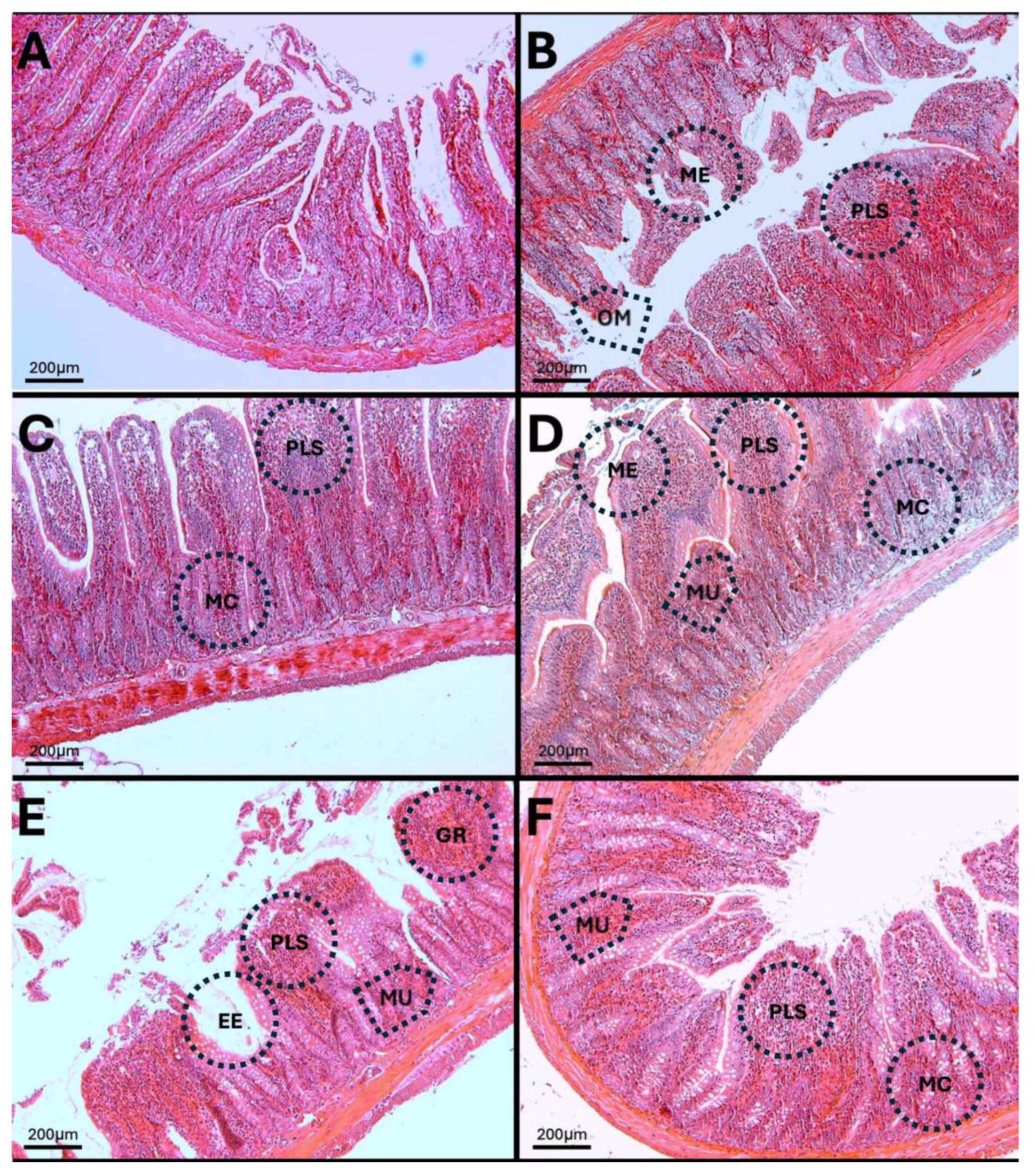 Antioxidants 14 01000 g015 Antioxidants 14 01000 g015