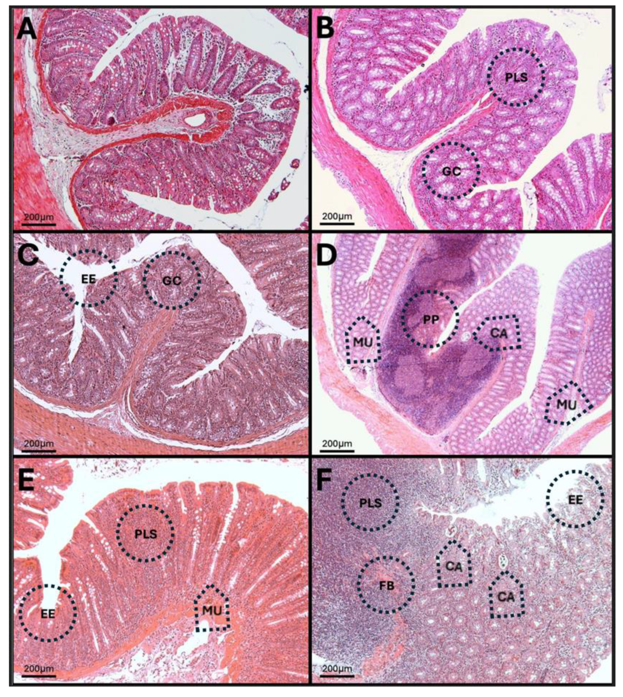 Antioxidants 14 01000 g016 Antioxidants 14 01000 g016