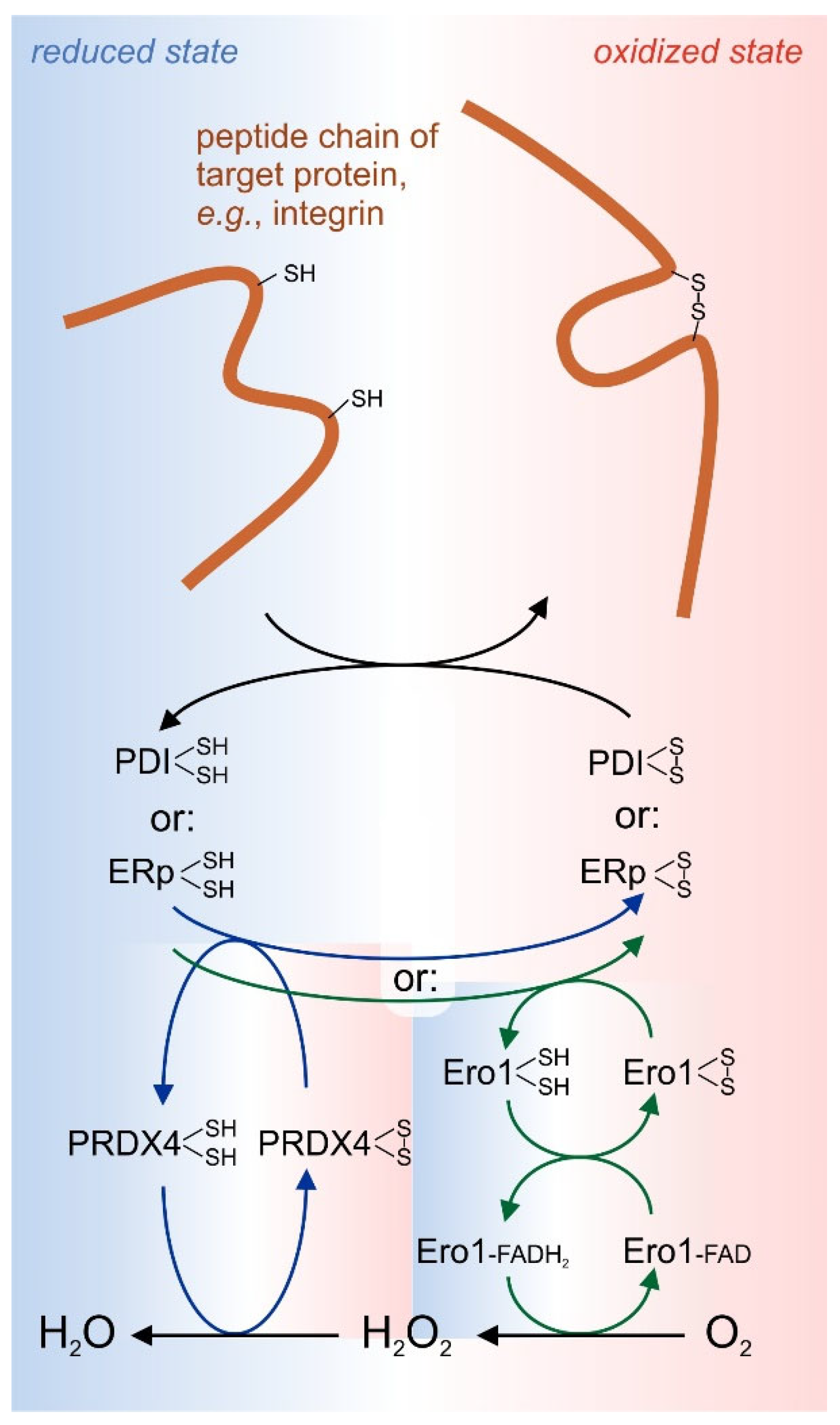 Antioxidants 14 01005 g004