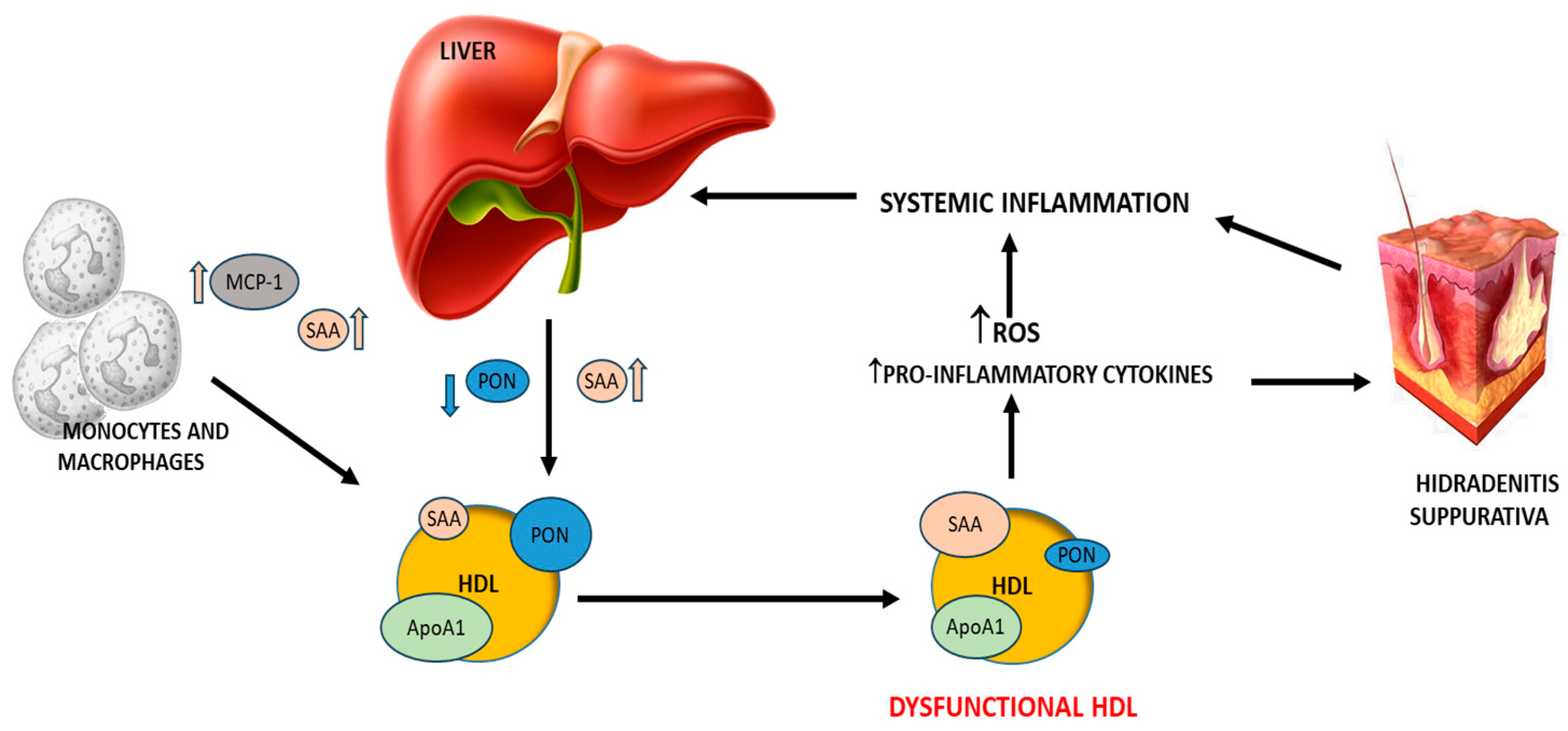 Antioxidants 14 01014 g003