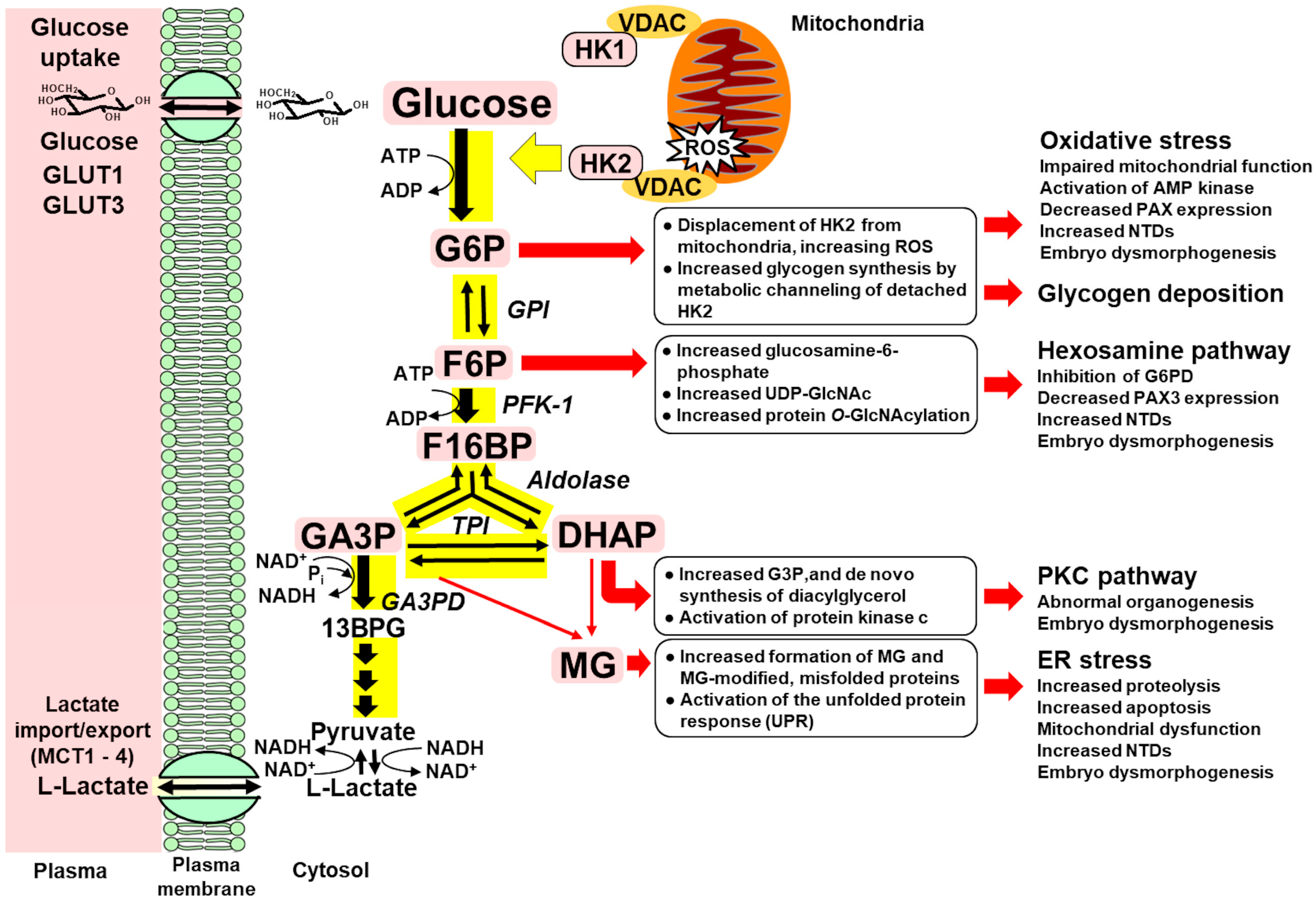 Antioxidants 14 01022 g004
