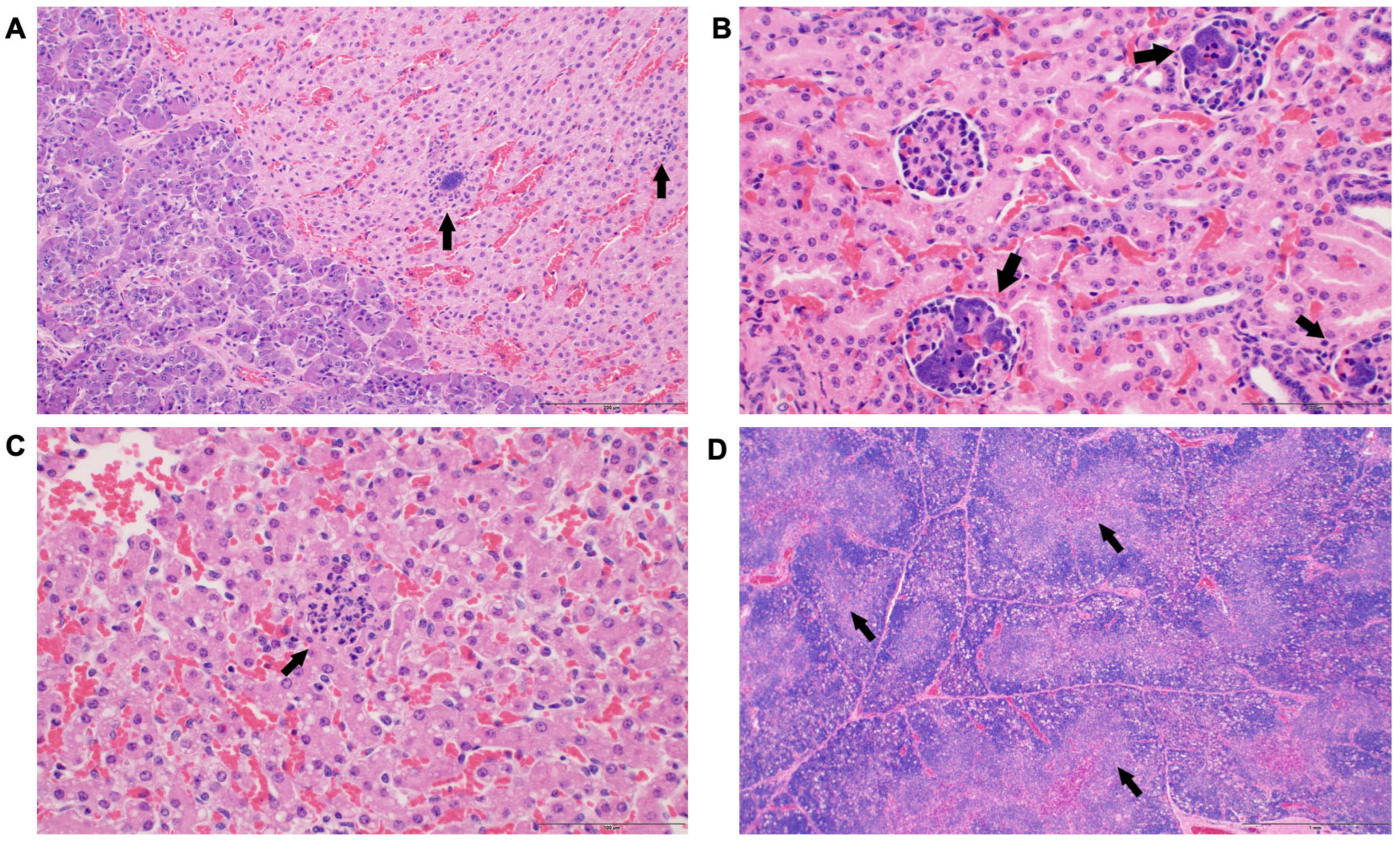 Antioxidants 14 01024 g006 Antioxidants 14 01024 g006