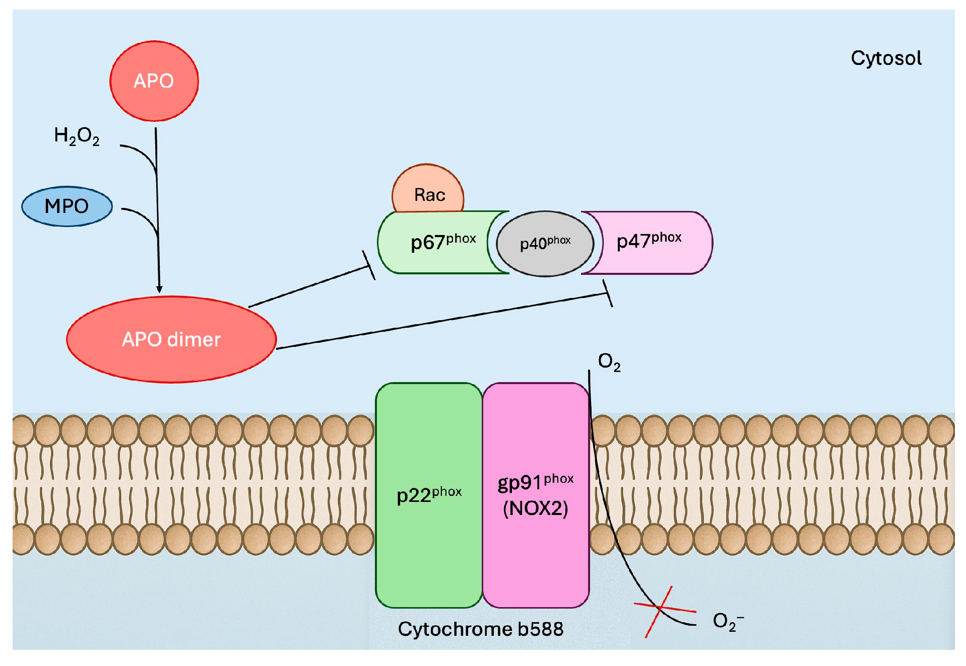 Antioxidants 14 01025 g001