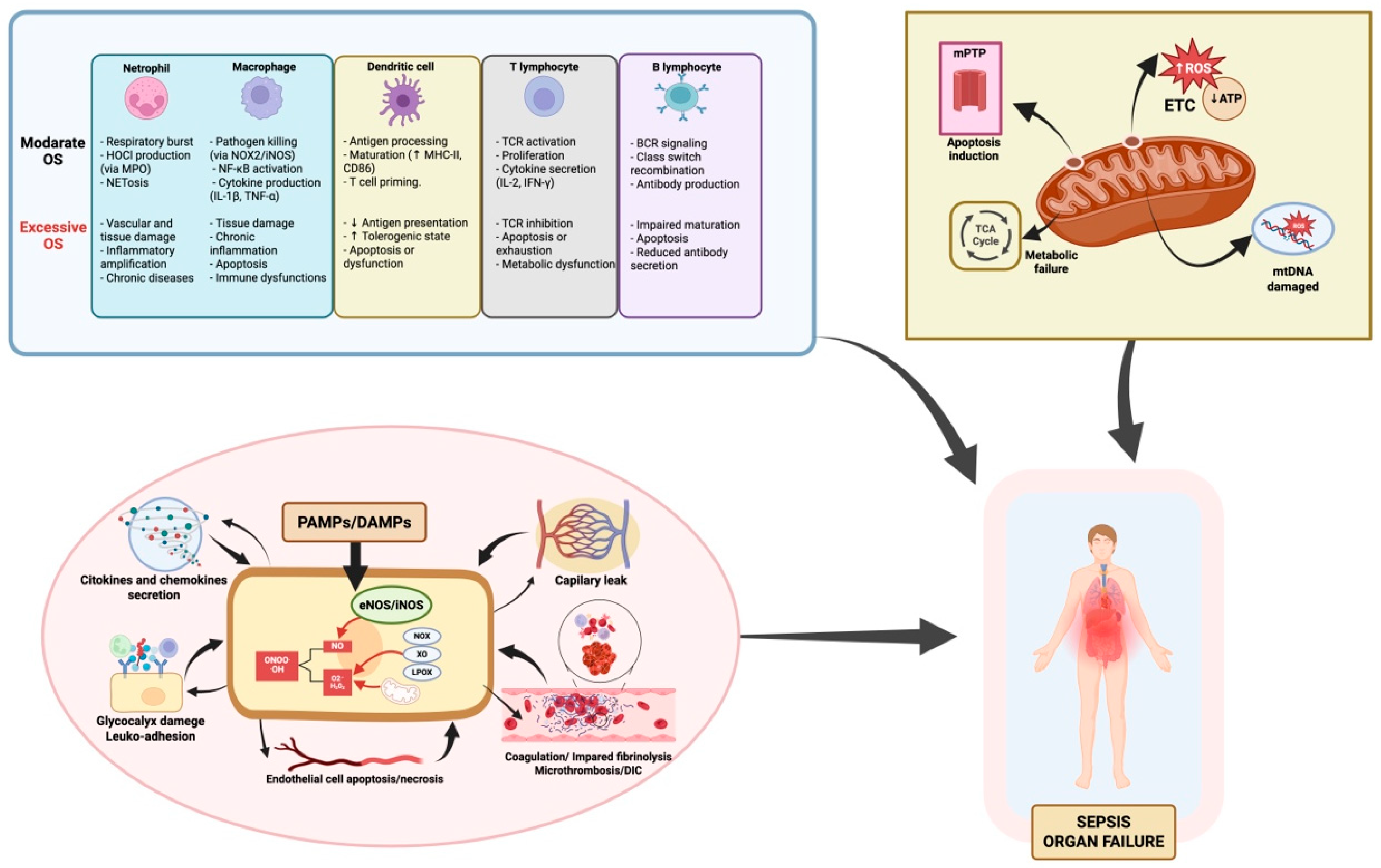 Antioxidants 14 01033 g001