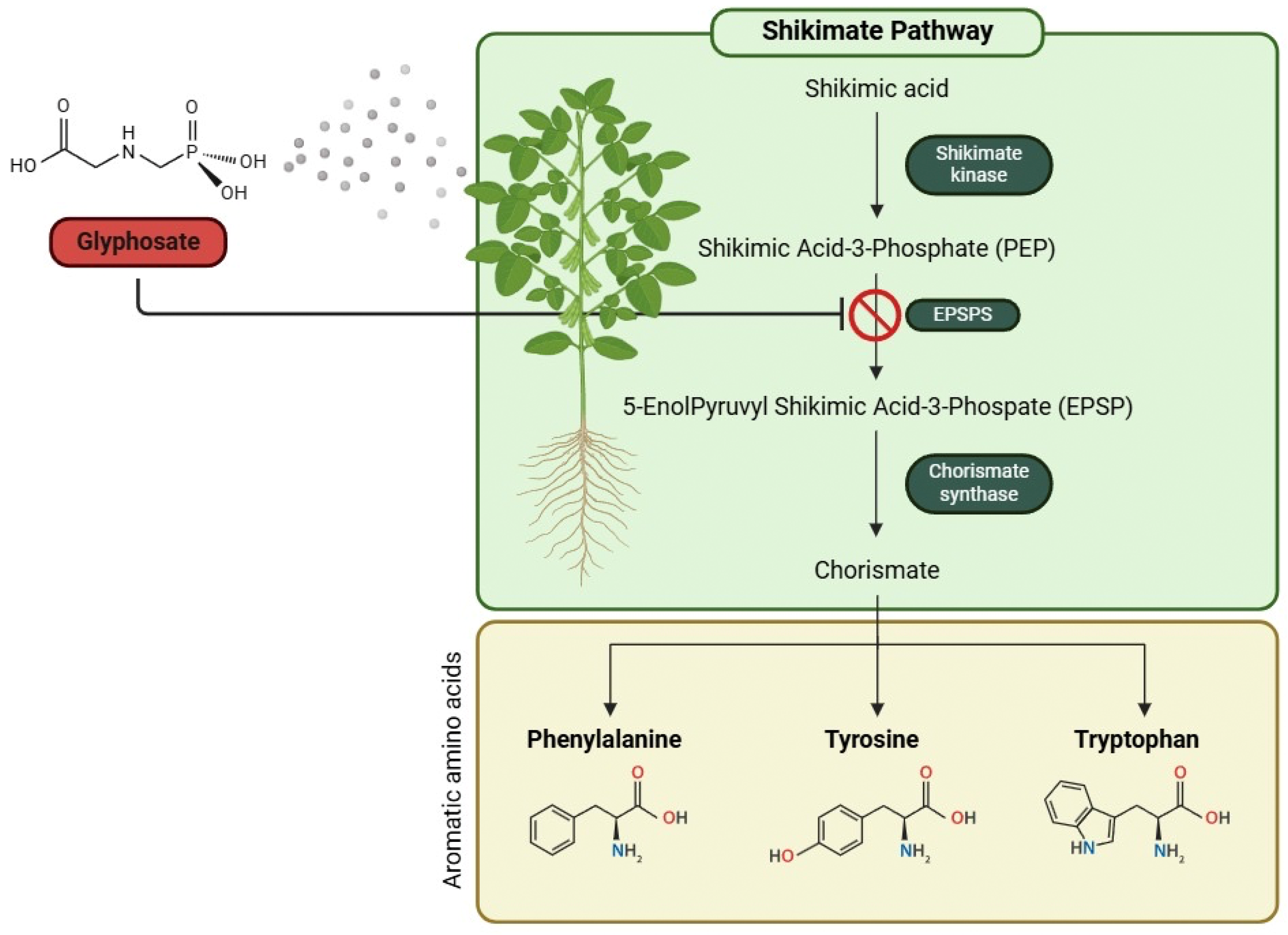 Antioxidants 14 01036 g001 Antioxidants 14 01036 g001