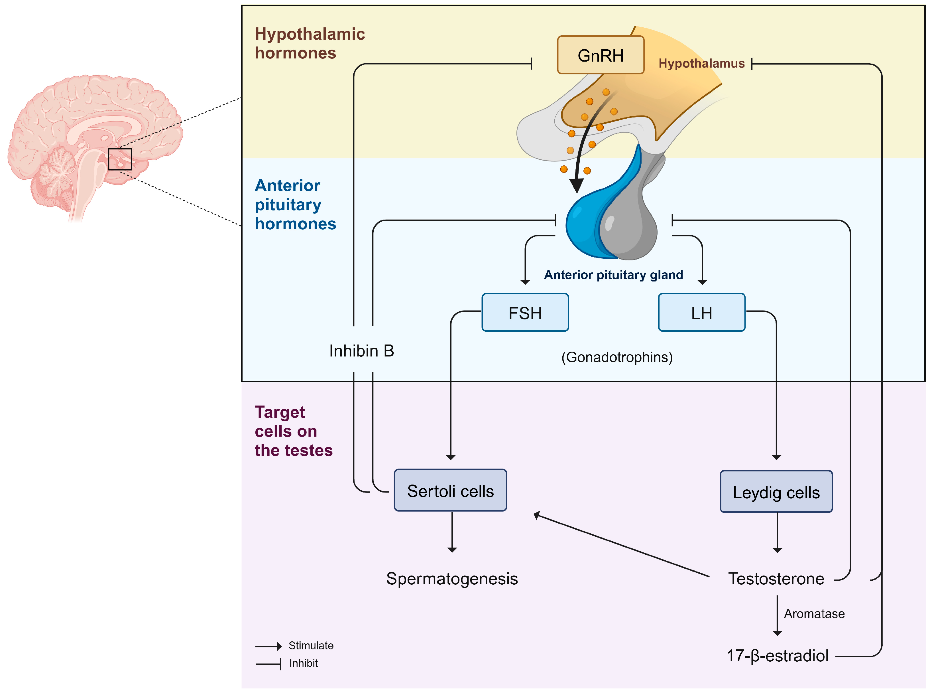 Antioxidants 14 01036 g002 Antioxidants 14 01036 g002