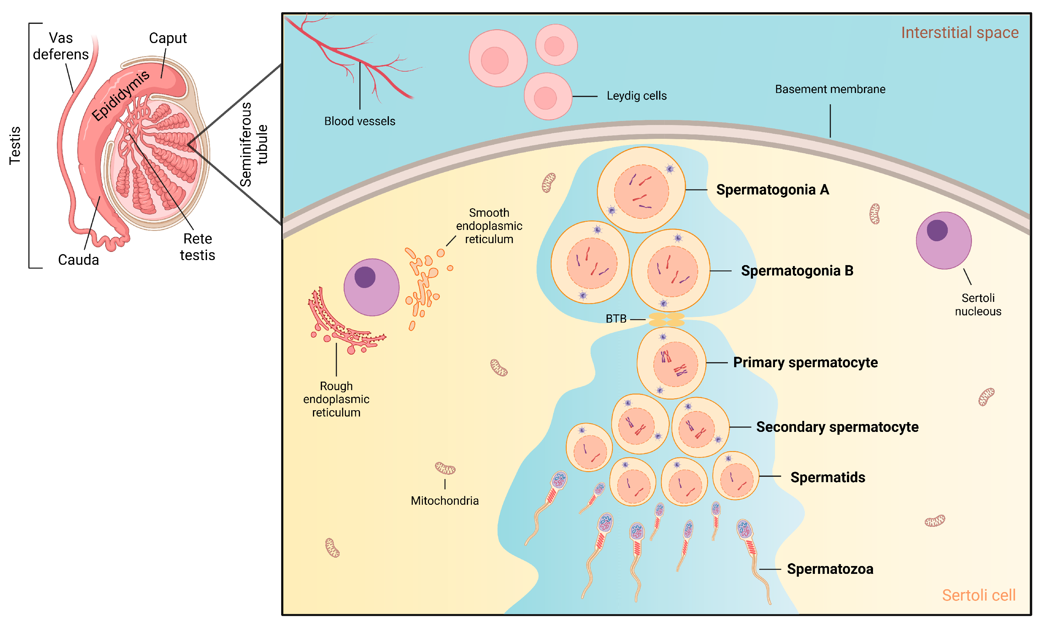 Antioxidants 14 01036 g003 Antioxidants 14 01036 g003