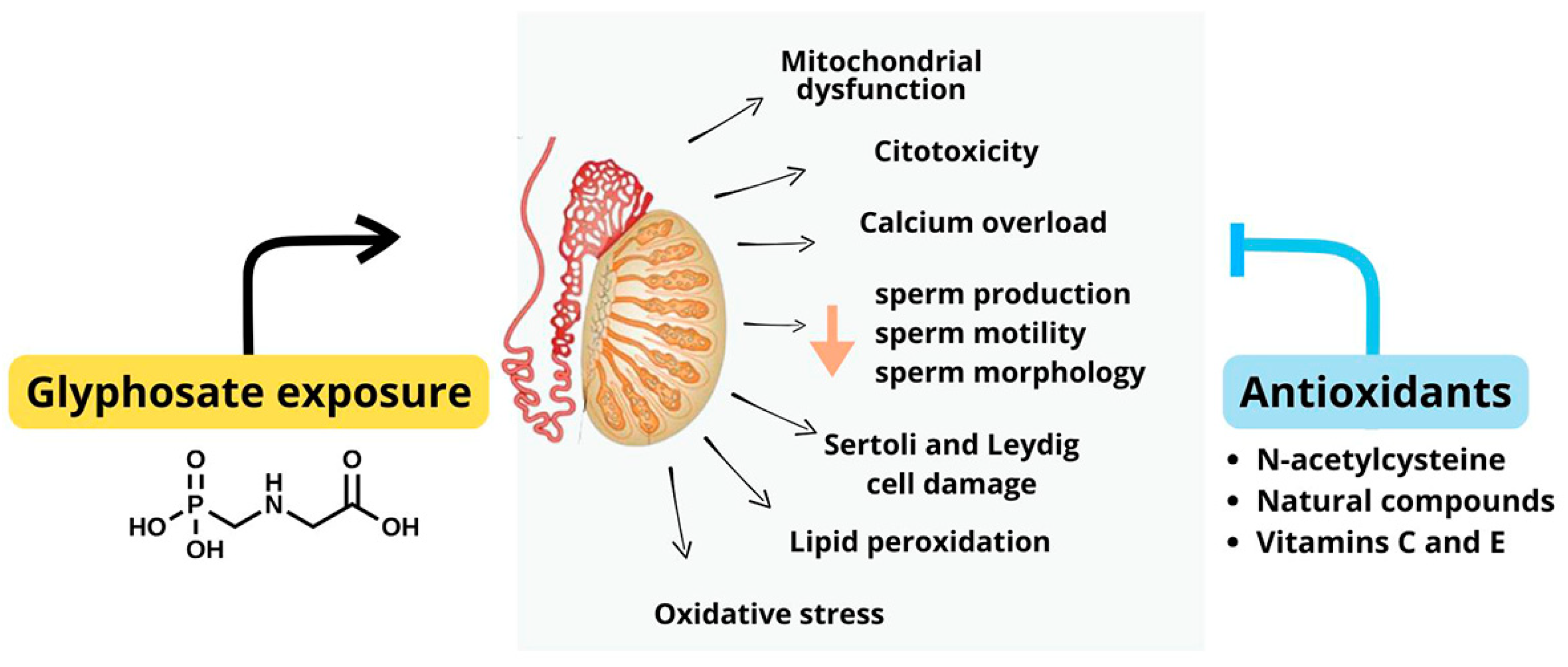 Antioxidants 14 01036 g005 Antioxidants 14 01036 g005