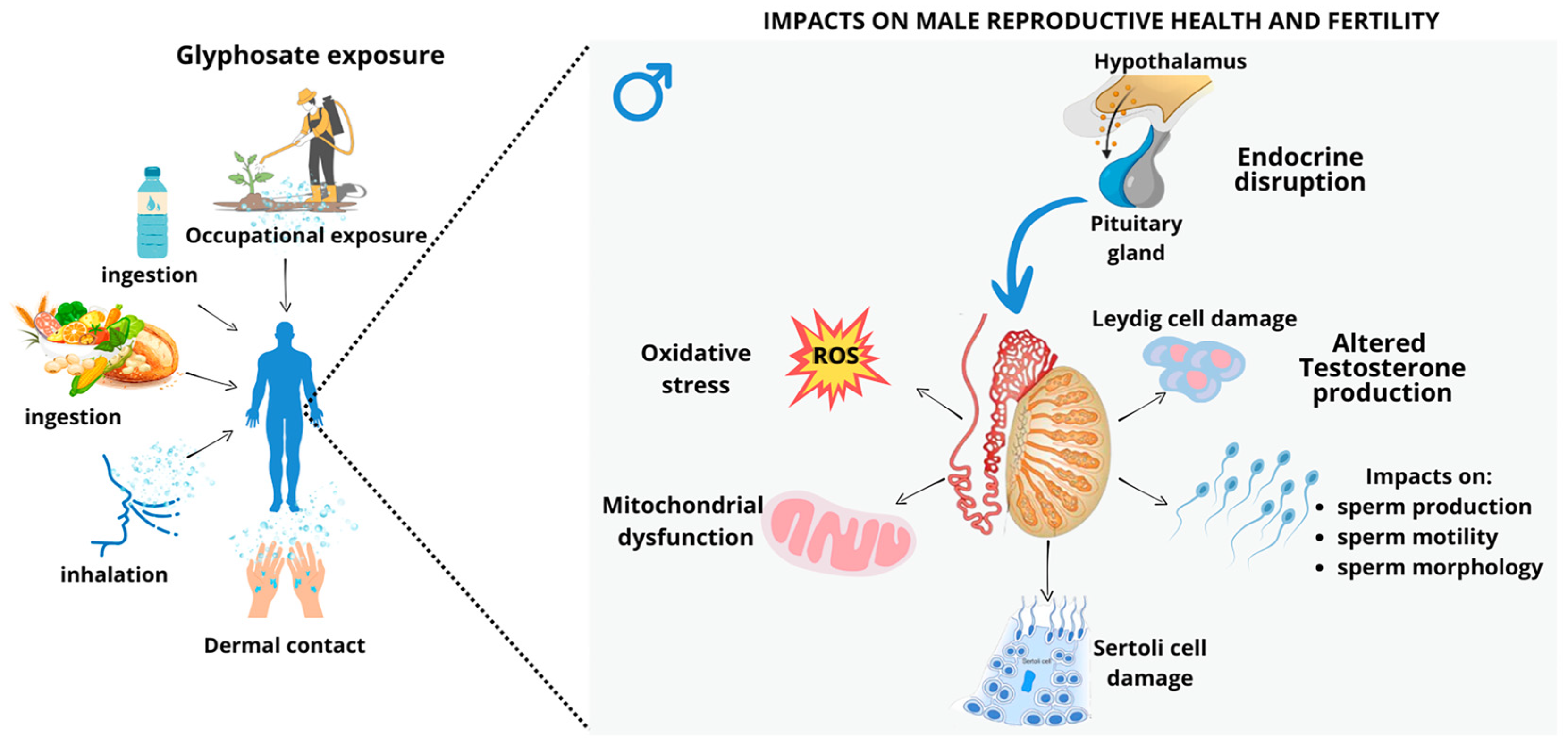 Antioxidants 14 01036 g006 Antioxidants 14 01036 g006